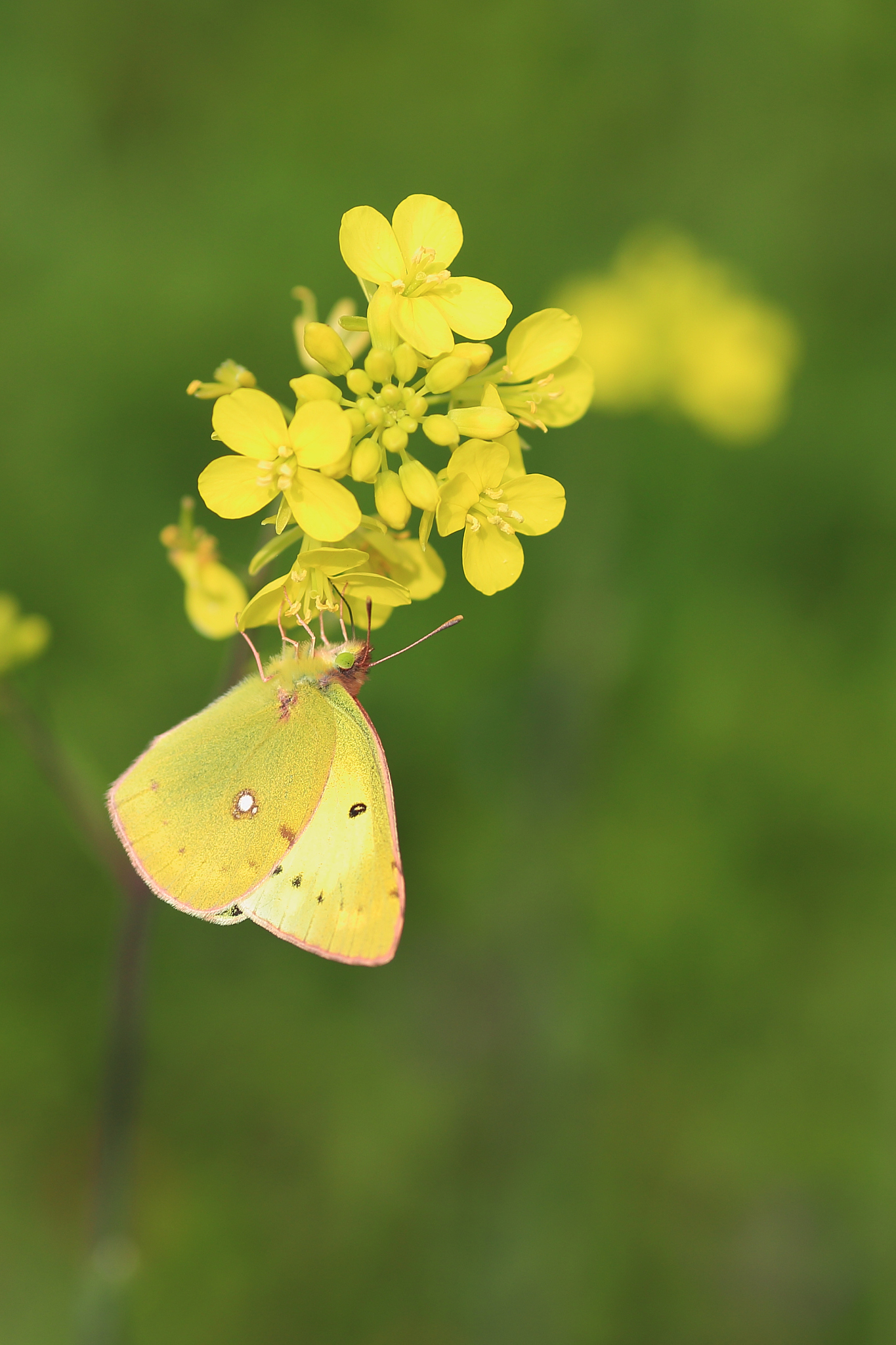 万盏风铃挂树梢缘得蜂蝶入画境。黄花飞舞多妖娆恰似金冠落人间。