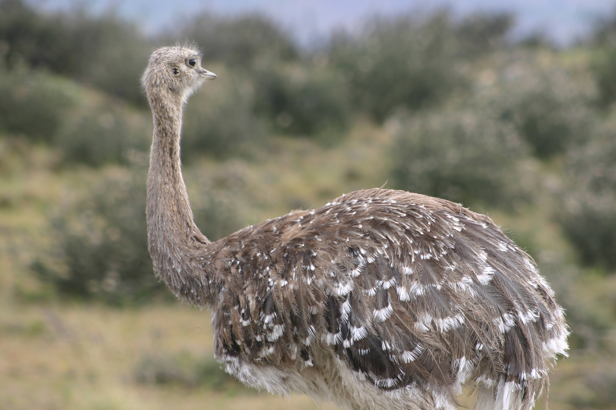 鸵鸟：世界上最大的鸟类 - 特征、栖息地、行为和繁殖