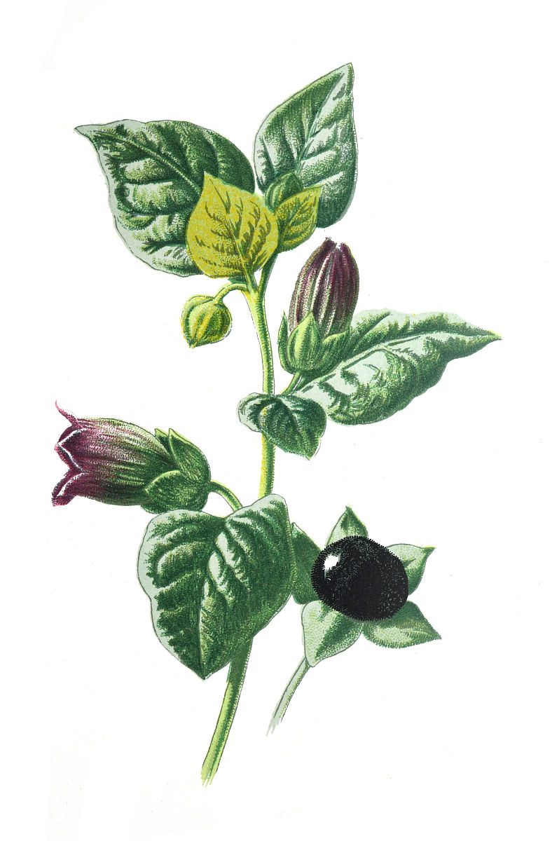 Atropa Belladonna 含有致幻成分可诱发狂热和兴奋的精神状态、头晕、失眠和局部麻痹。尽管颠茄对人体有很大的影响但许多女性还是将颠茄用作散瞳的化妆品