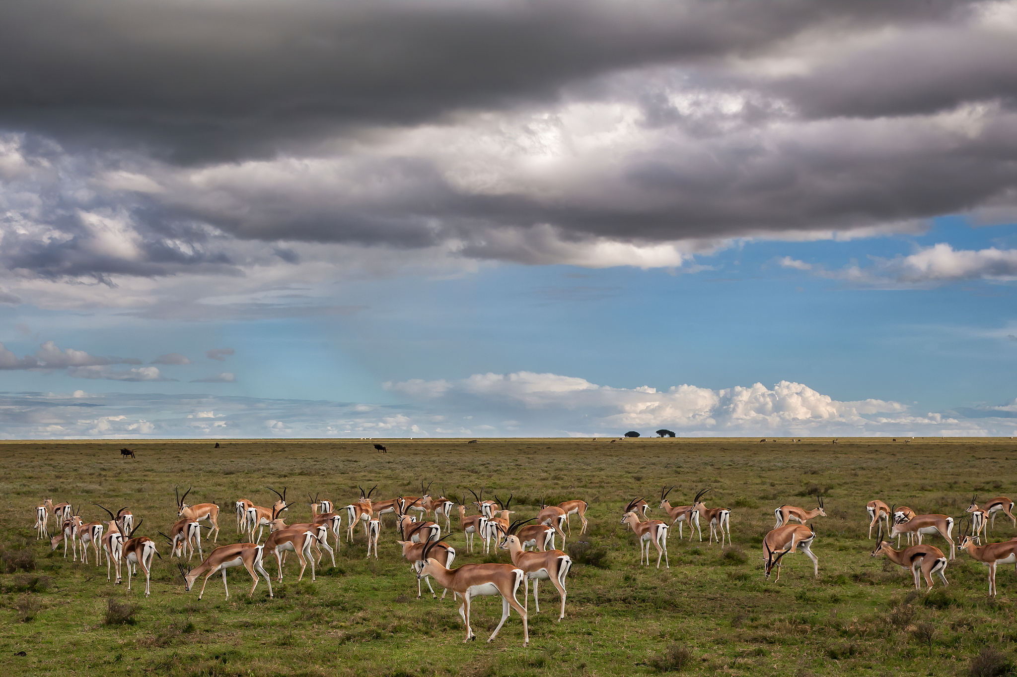 grant's gazelle (nanger granti) herd grazing in the serengeti na