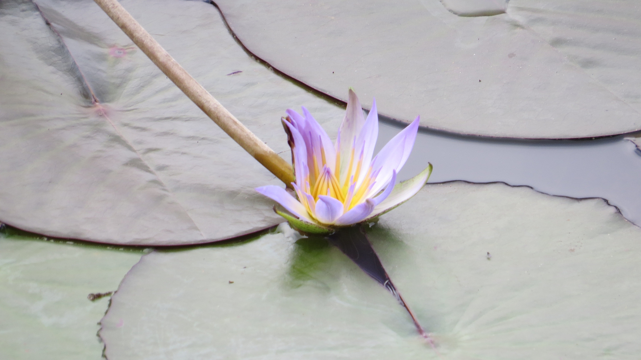 佛主拿起花圈走一圈是什么意思
