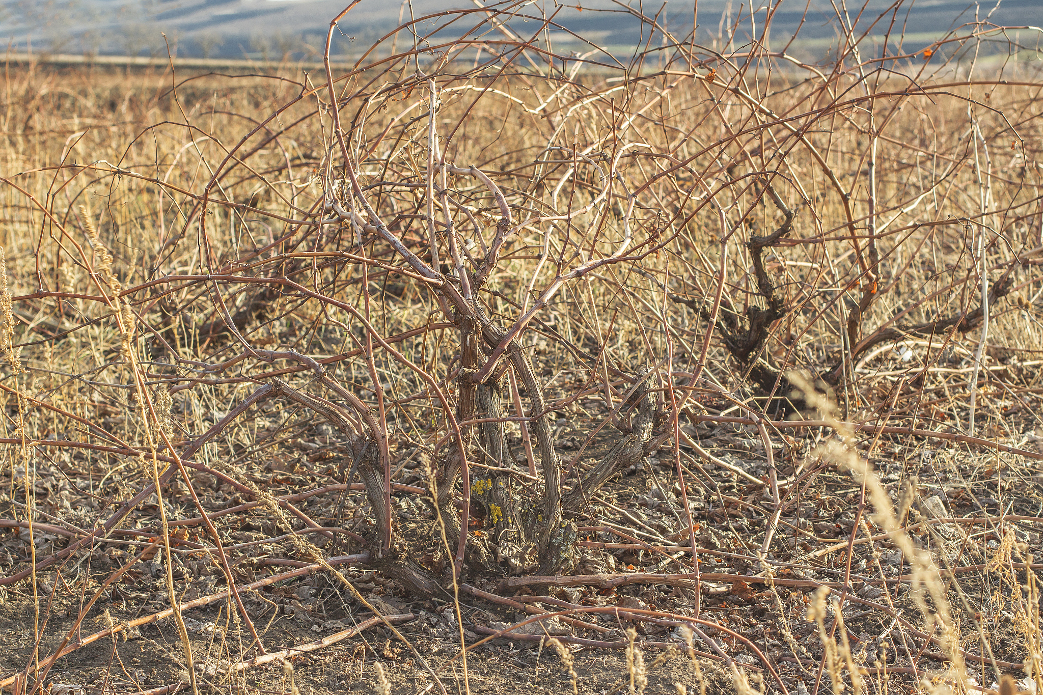 写一篇论文国有农场建立财务核算中心的探讨的提纲。
