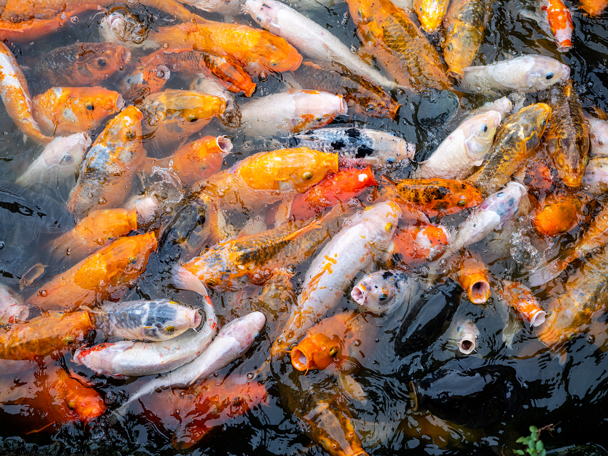 锦鲤多大尺寸需要喂养多少饲料？养锦鲤的日常维护