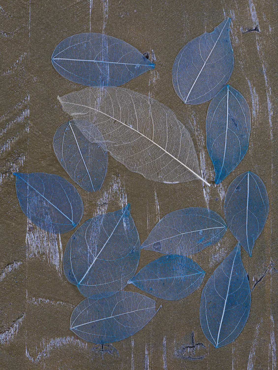 tile pattern blue transparent leaves
