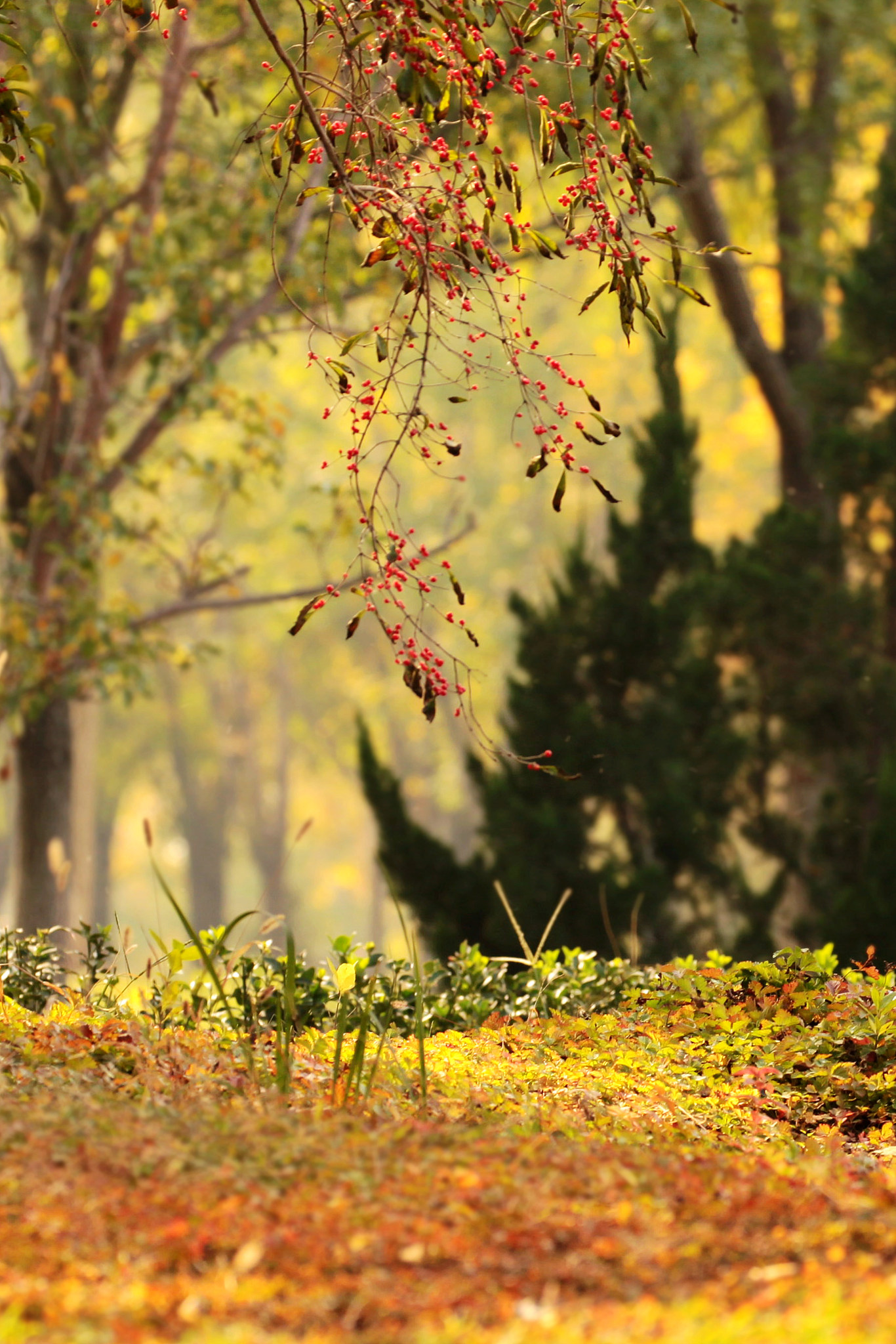 深秋：色彩斑斓的景色与心绪的沉淀