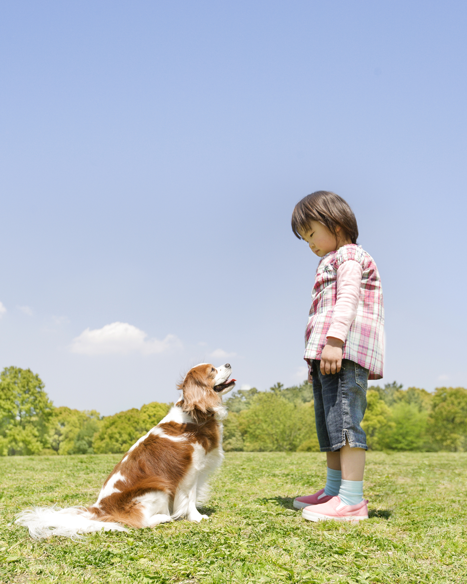 小白的故事：一只聪明活泼的小狗
