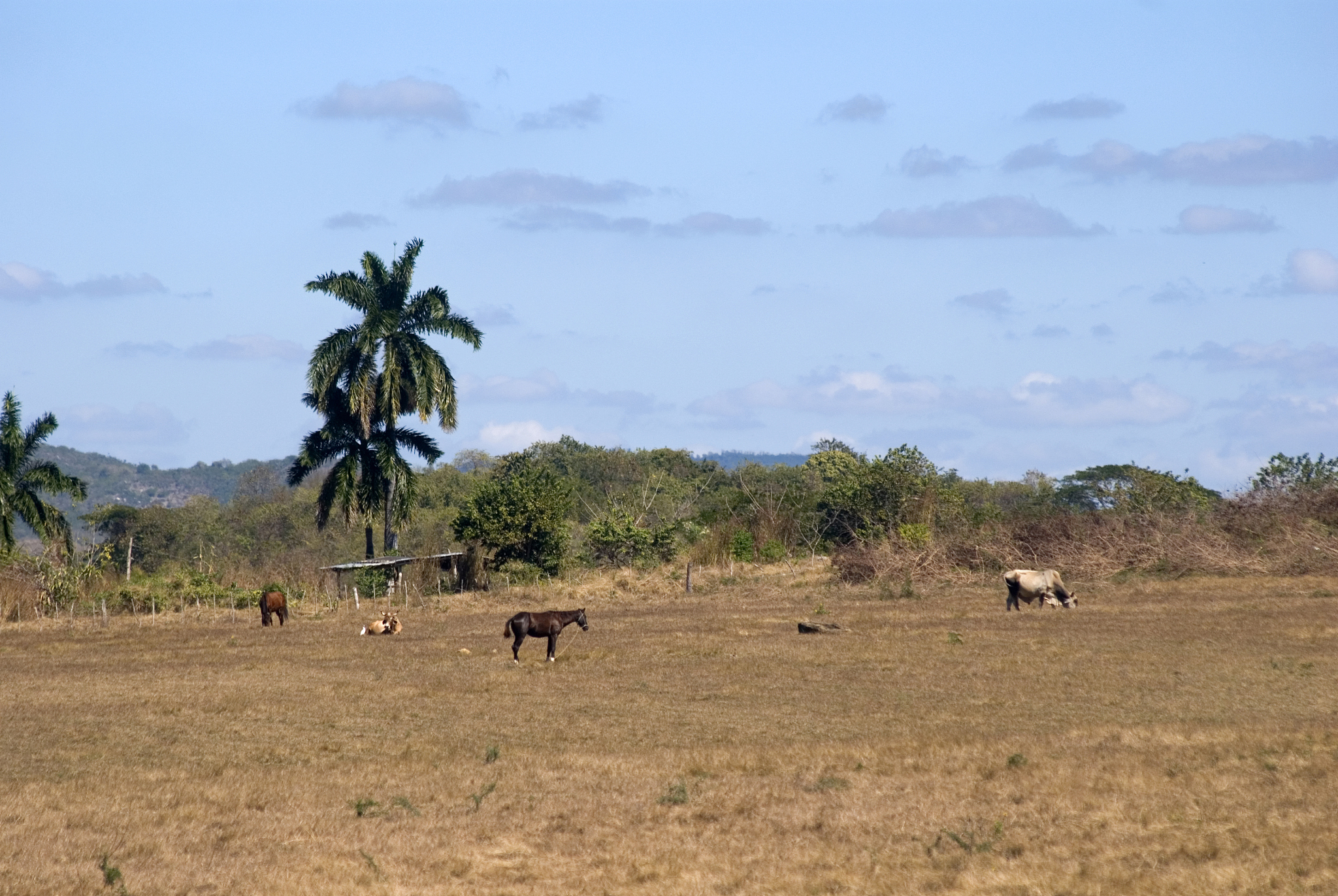 countryside, valley of the ingenios, cuba