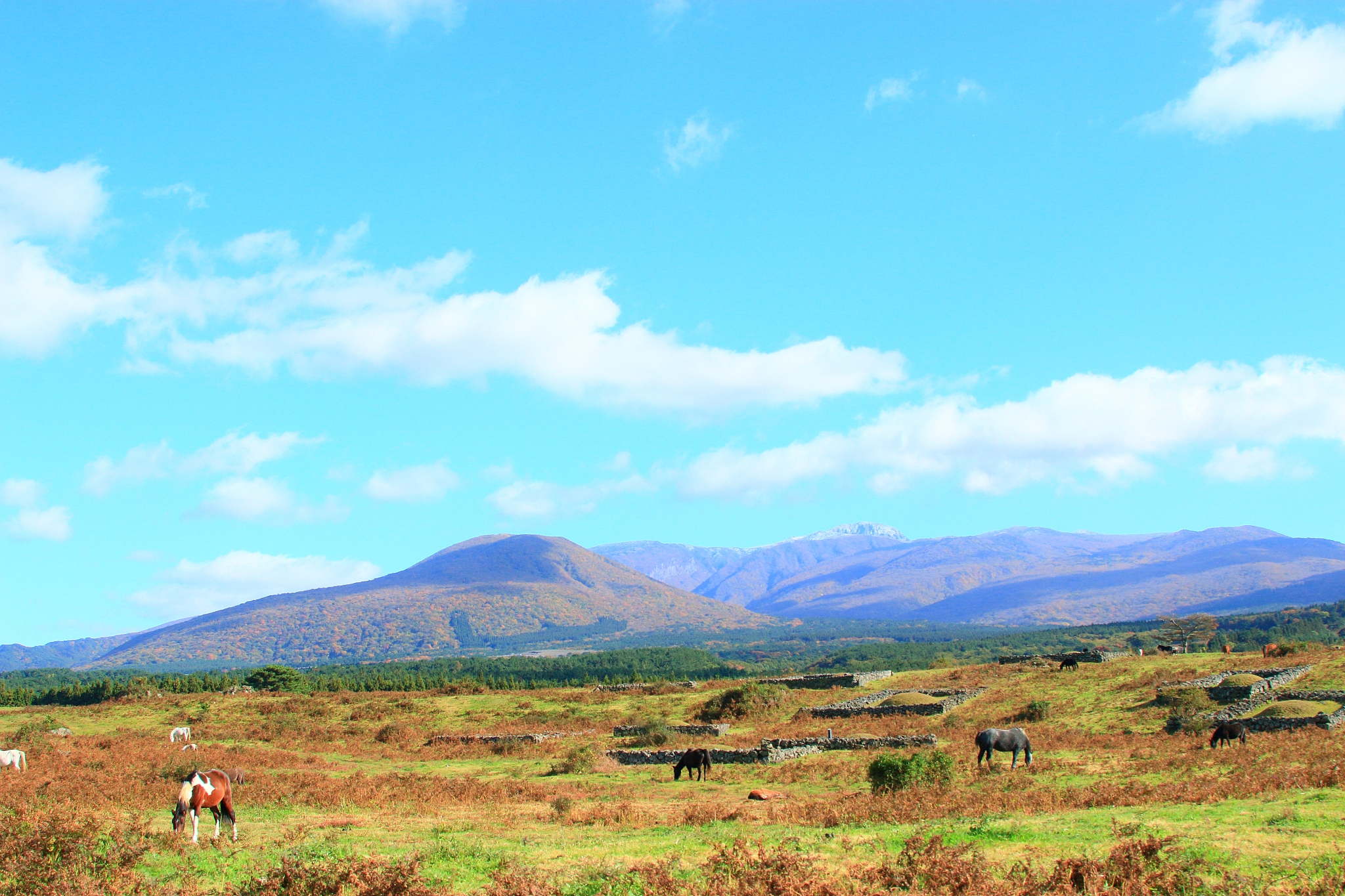 horse pasture, ranch, hallasan,