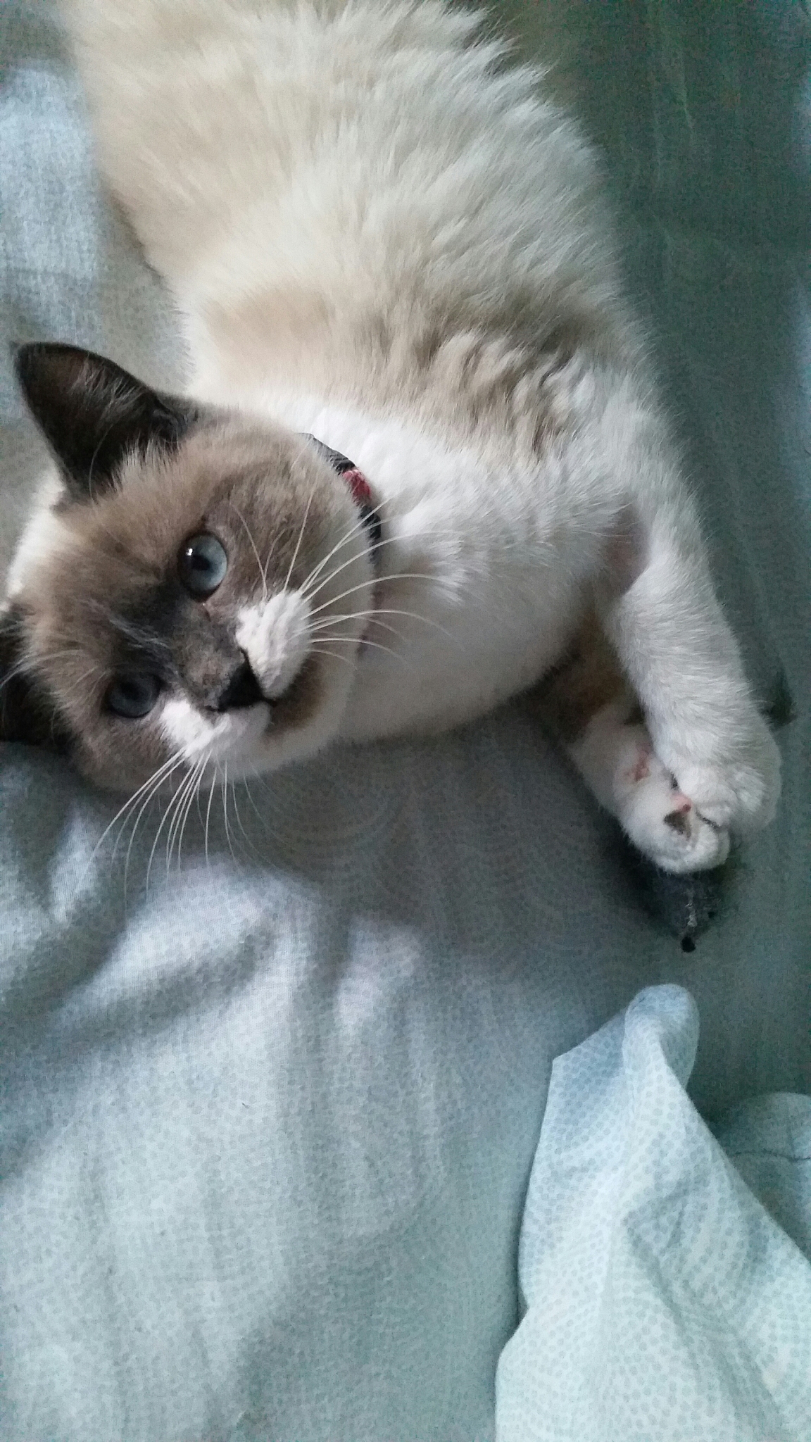 我的动物朋友作文：与狗狗、小鸟、猫咪的友谊故事