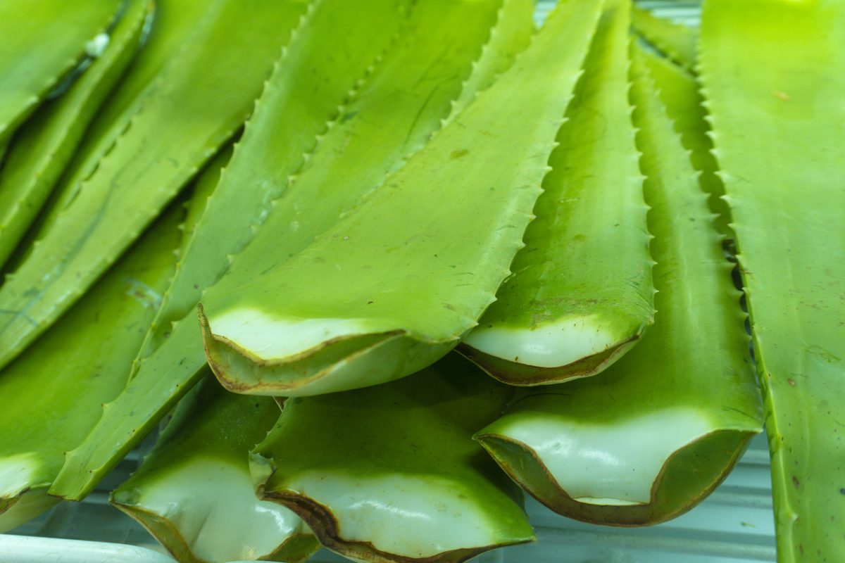 芦荟的神奇功效：治疗疾病、美容养颜