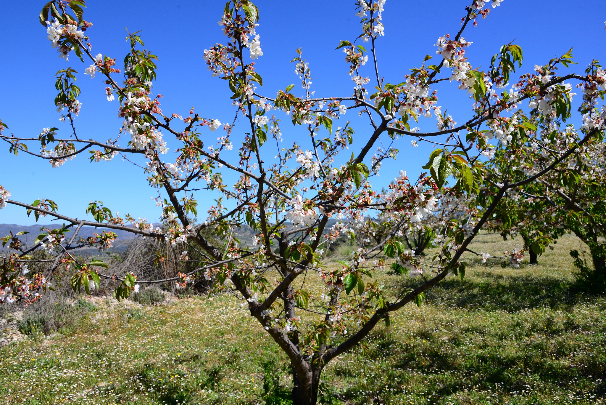 kirschen am baum - kirschblüte in spanien
