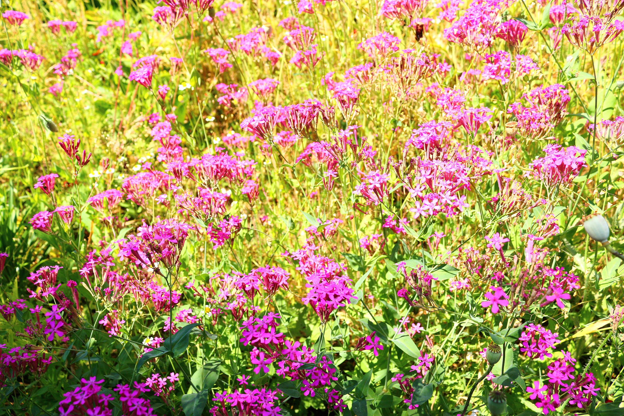 spring, flowers, spring flowers, wildflowers, flower beds, garde