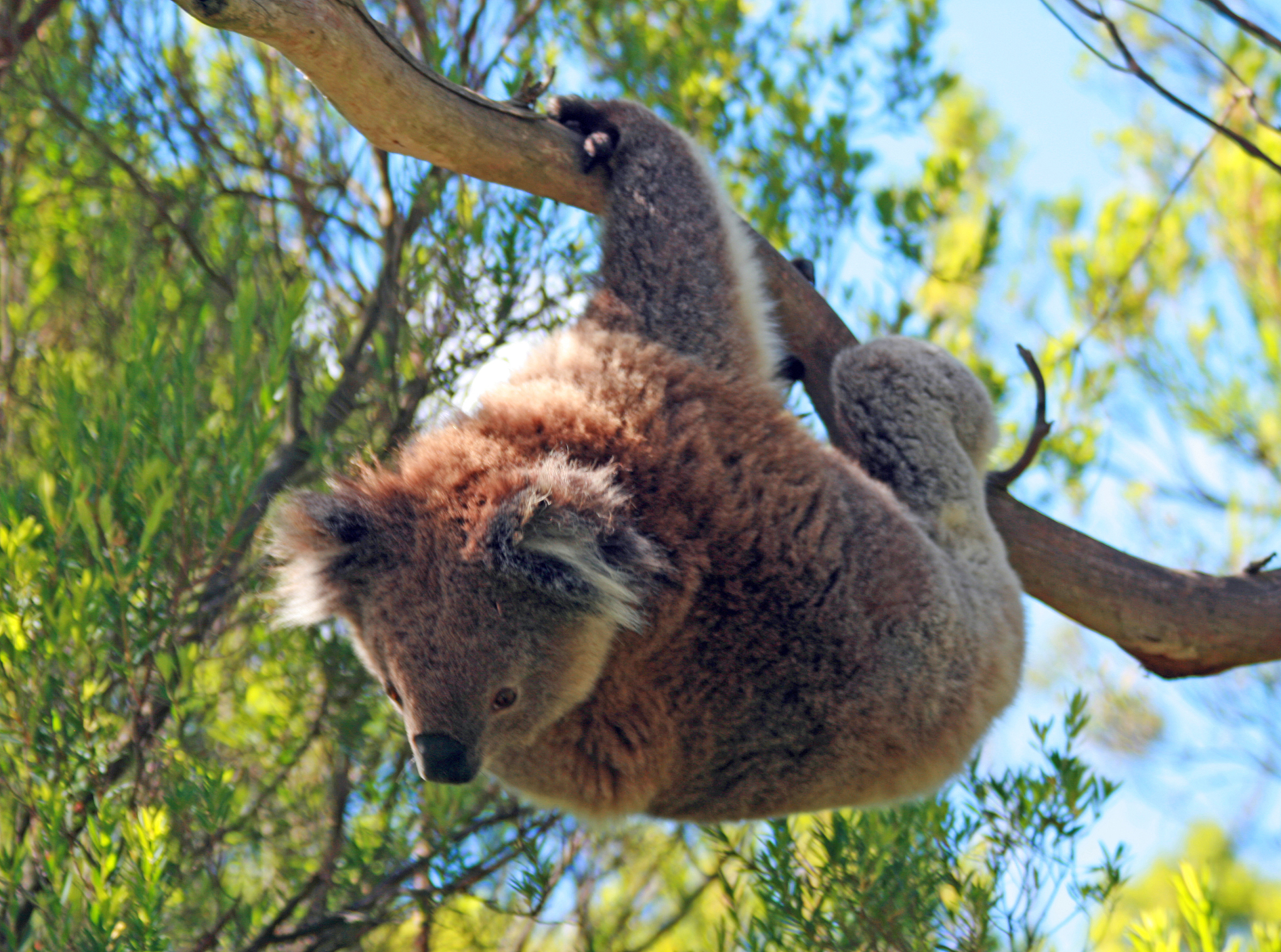 koala bear in the wild in the eucalyptus trees on cape otway in 