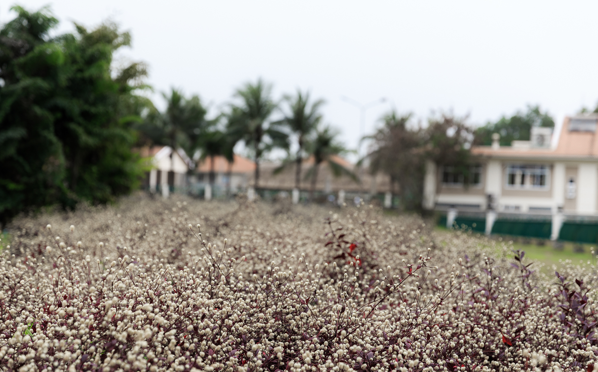 印度哪里产胡椒最好？卡纳塔克邦、喀拉拉邦、泰米尔纳德邦胡椒品质优良