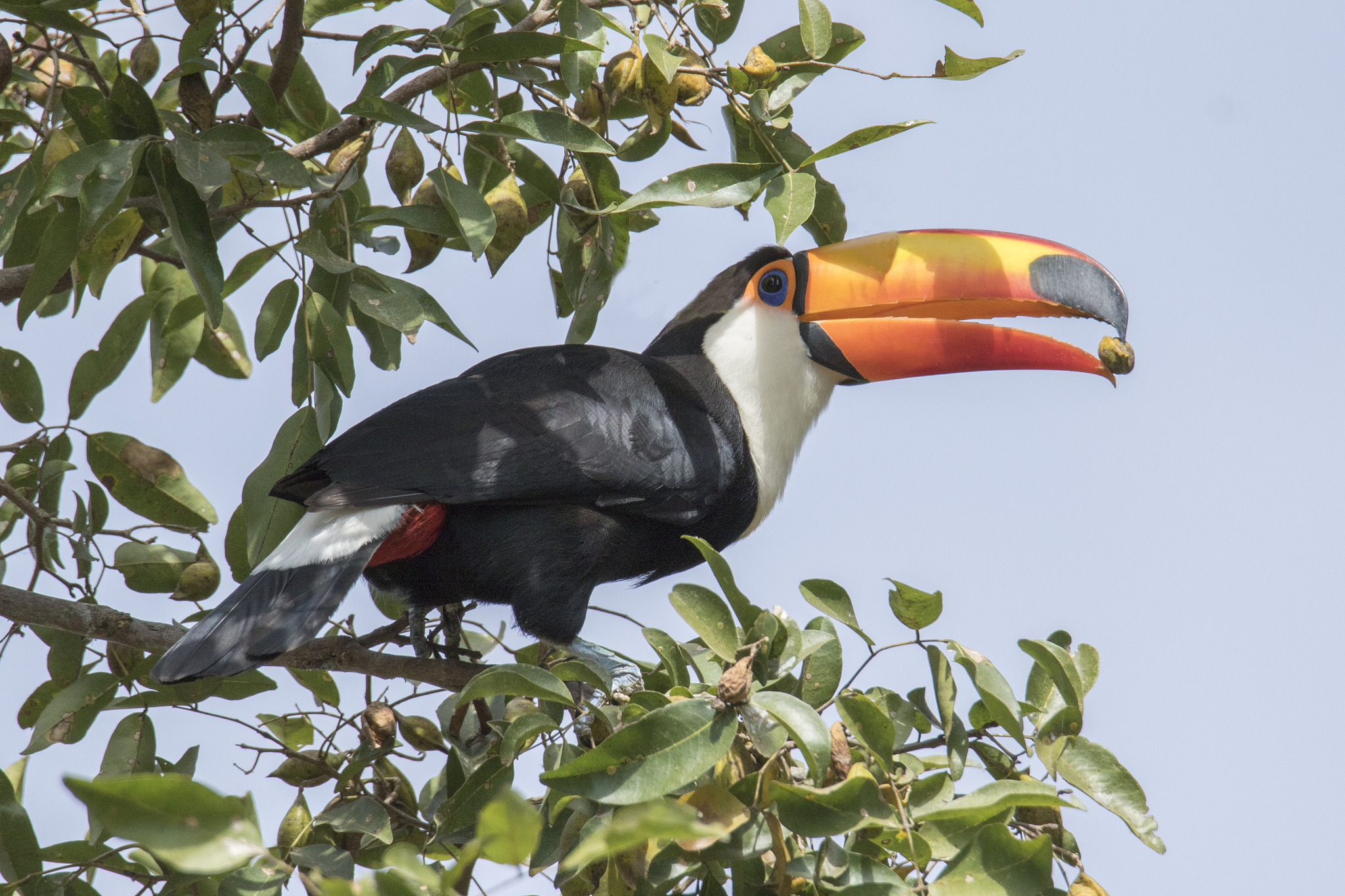 toco toucan eating