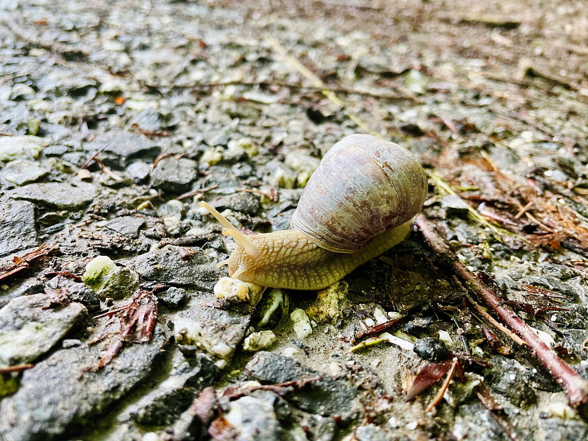 生物入侵的典型案例：从蜗牛到蚂蚁