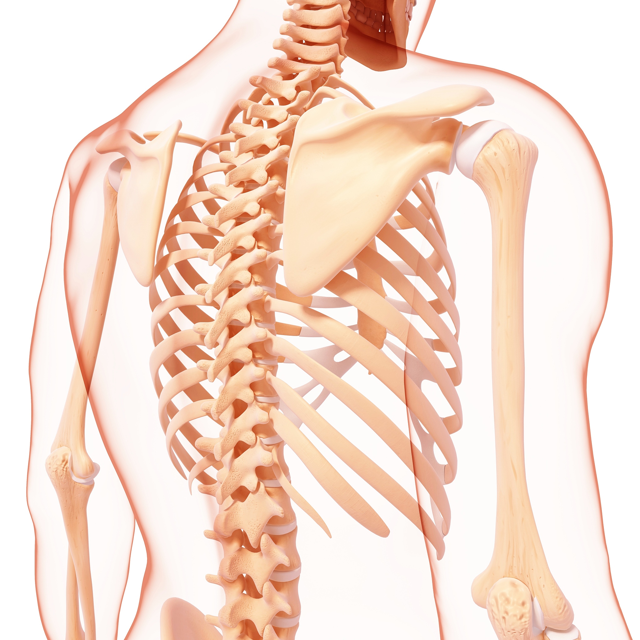 锁骨：人体骨骼结构详解 | clavicle_out