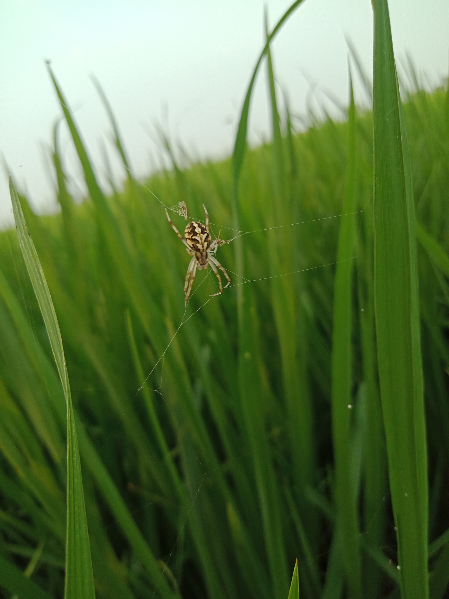 凉山农业学校专业设置：农业、畜牧、林业、食品等多个领域