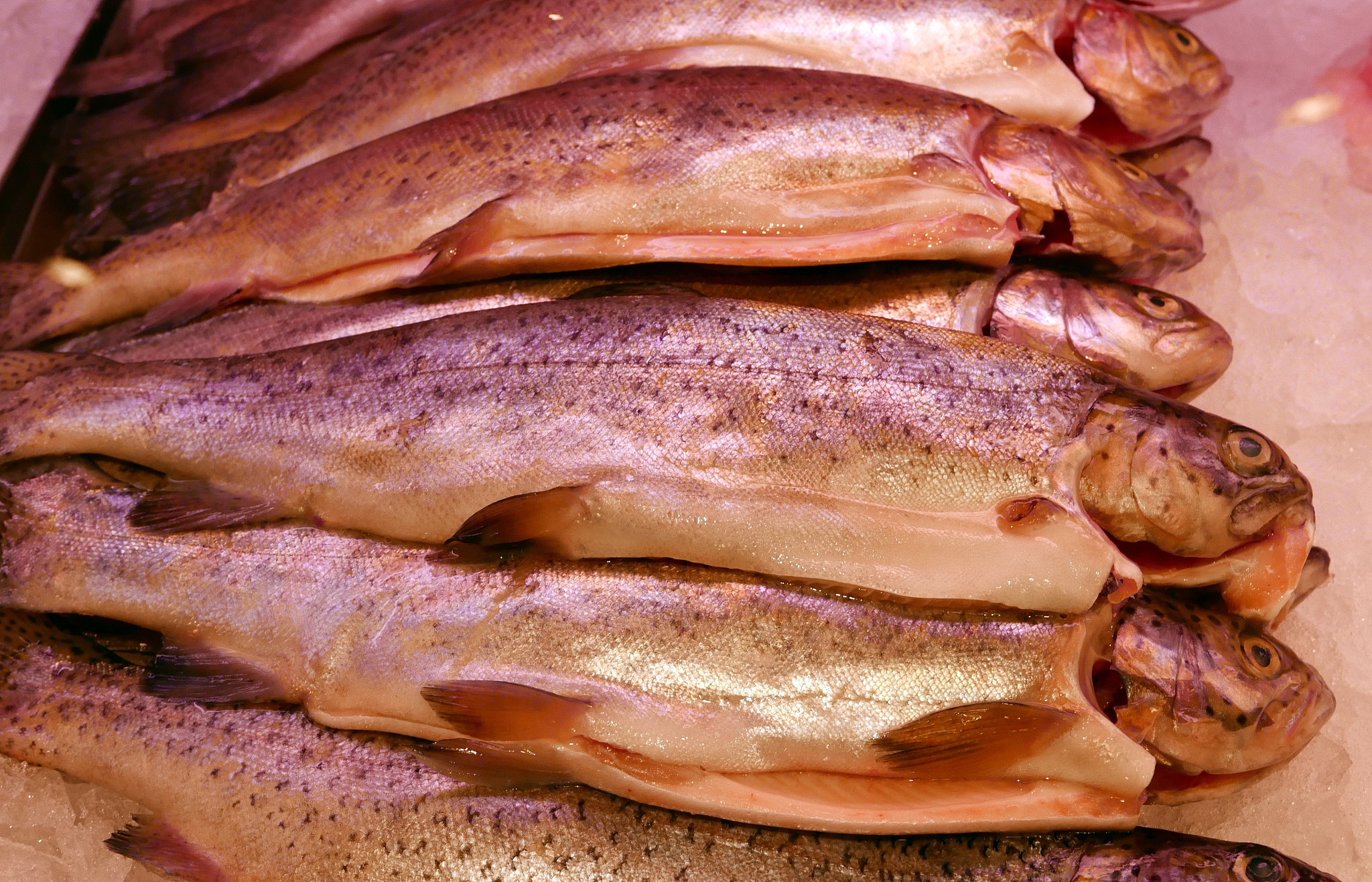 fresh trout on ice
