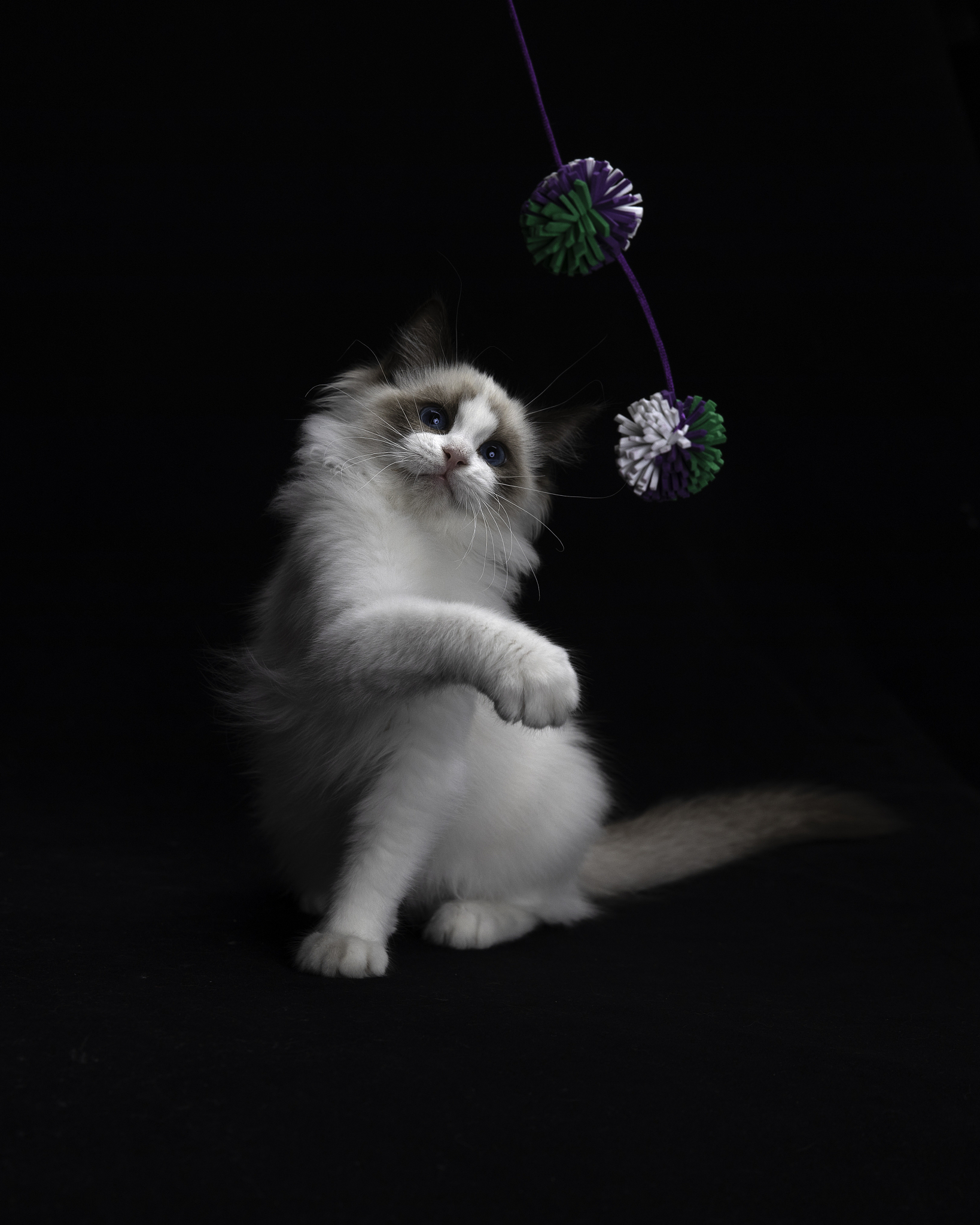 猫咪：天使般的生物，自由的灵魂，温柔的伙伴 - 探索猫咪的魅力