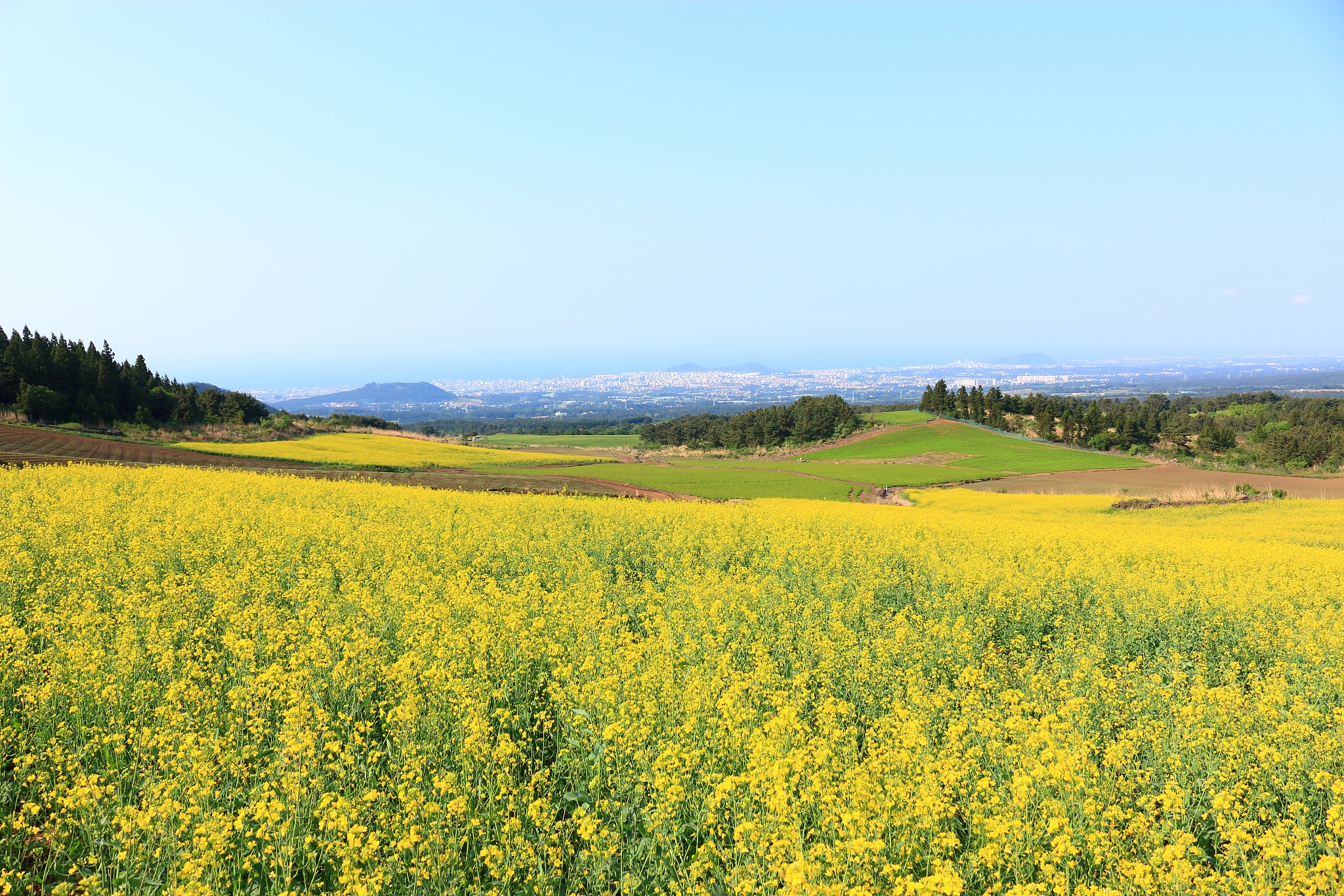 blue barley field, farming, field, field, middle mountain, rape 
