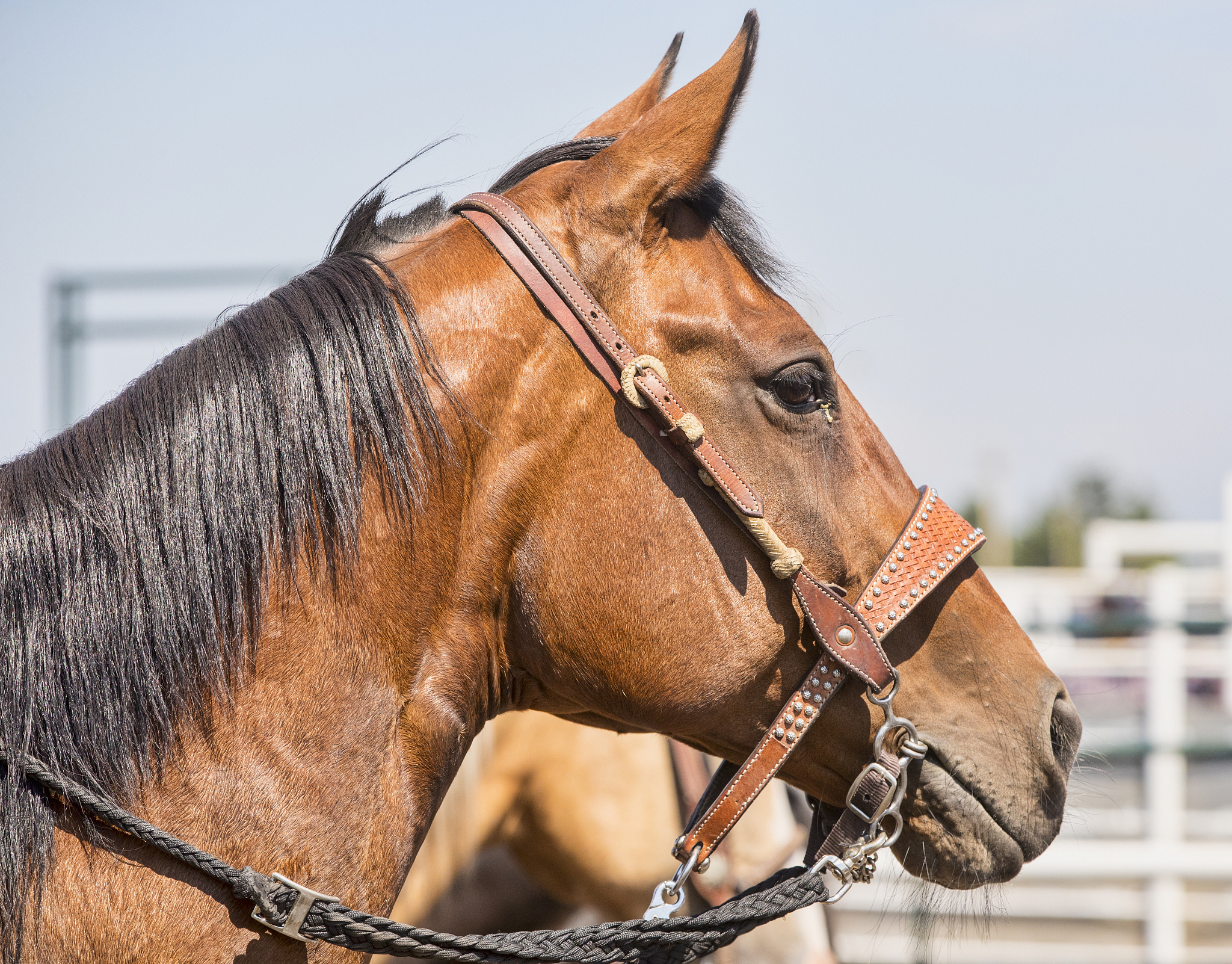 horse