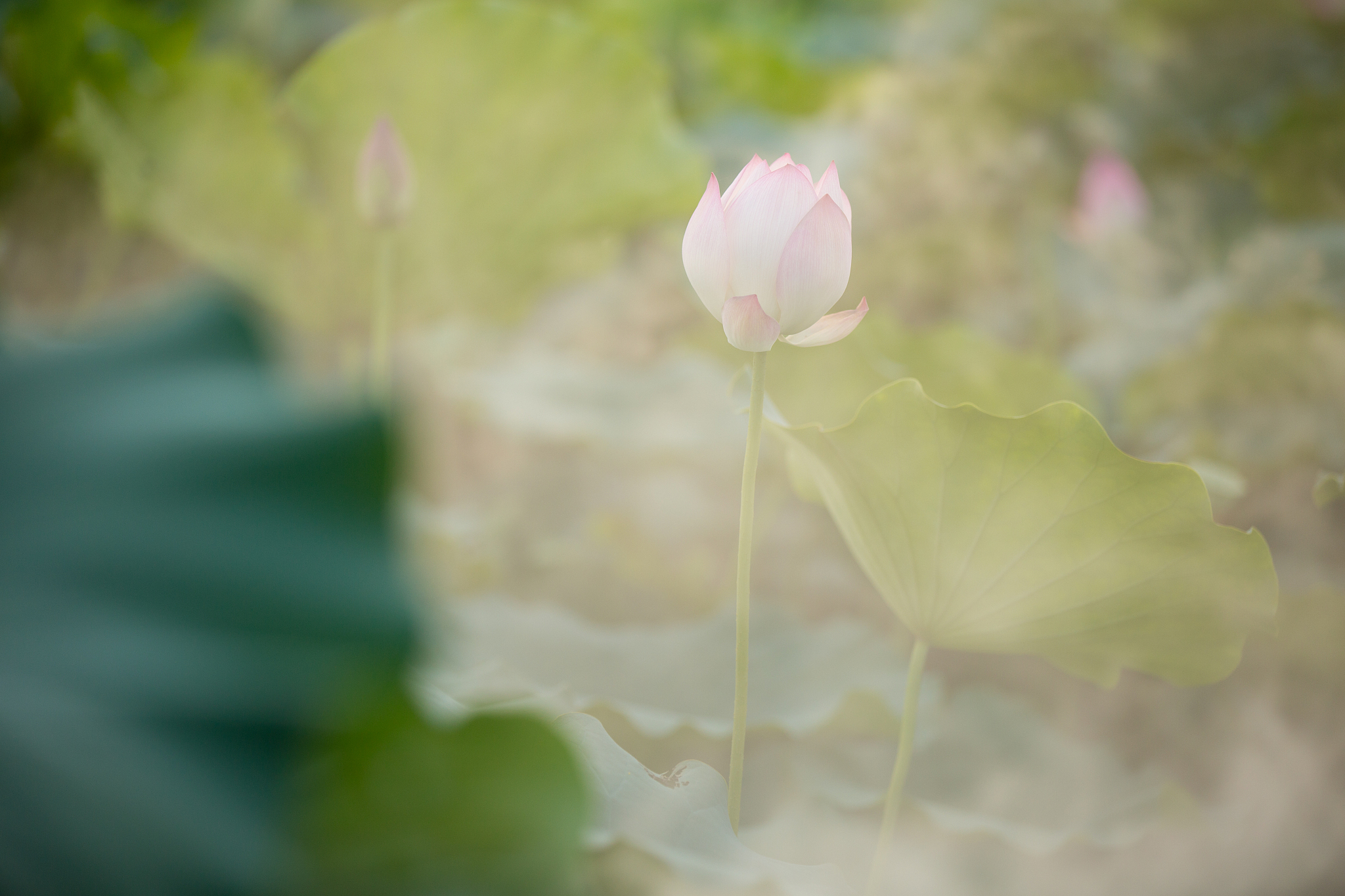 一片冰心在玉壶：坚守初心，包容万象