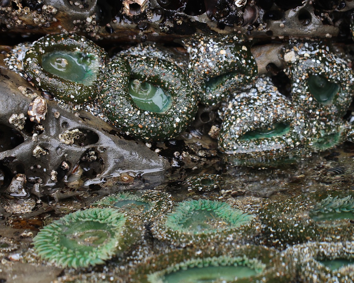 海葵多长时间分裂