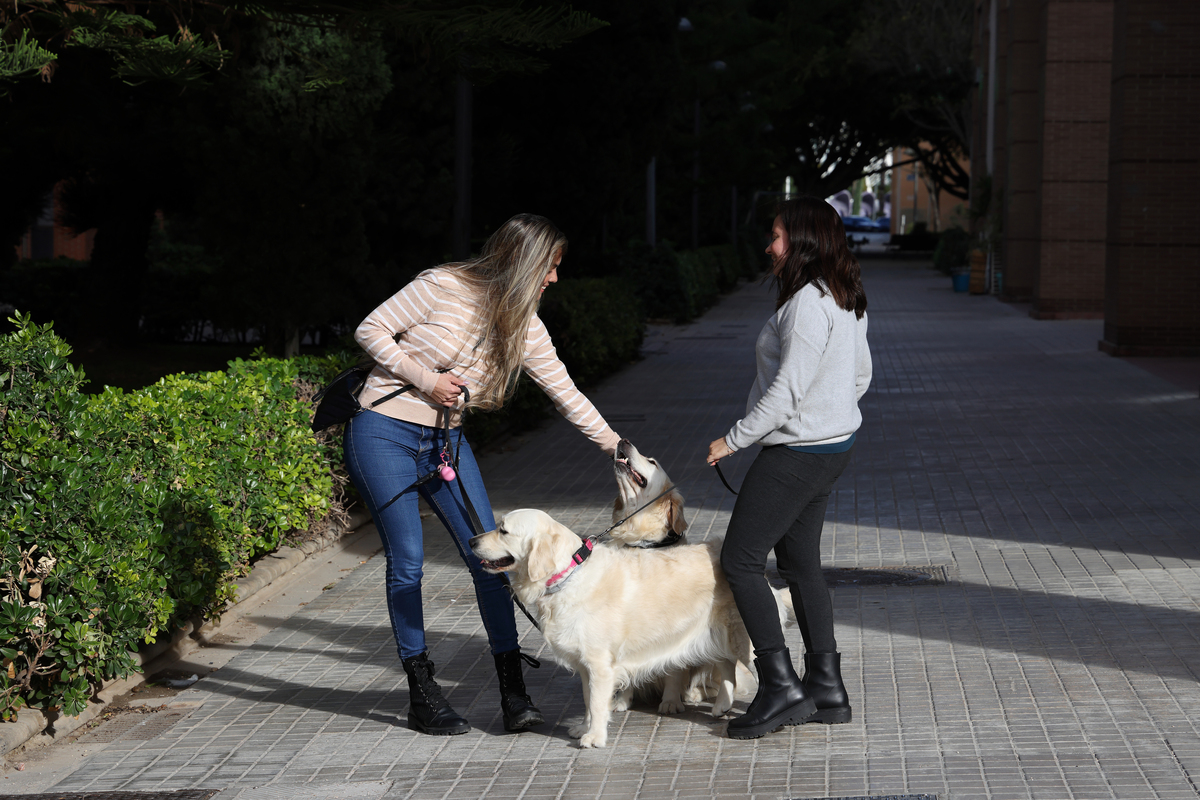 狗狗换主人后还会记得旧主人吗？揭秘狗狗的记忆和适应能力