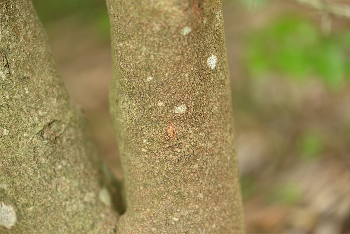 紫薇树长黑叶怎么办？处理方法是关键！