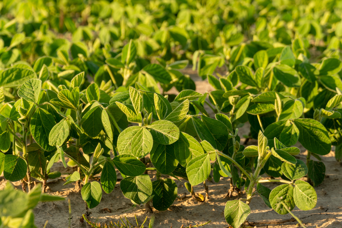 绿豆大概多长时间的生长周期？