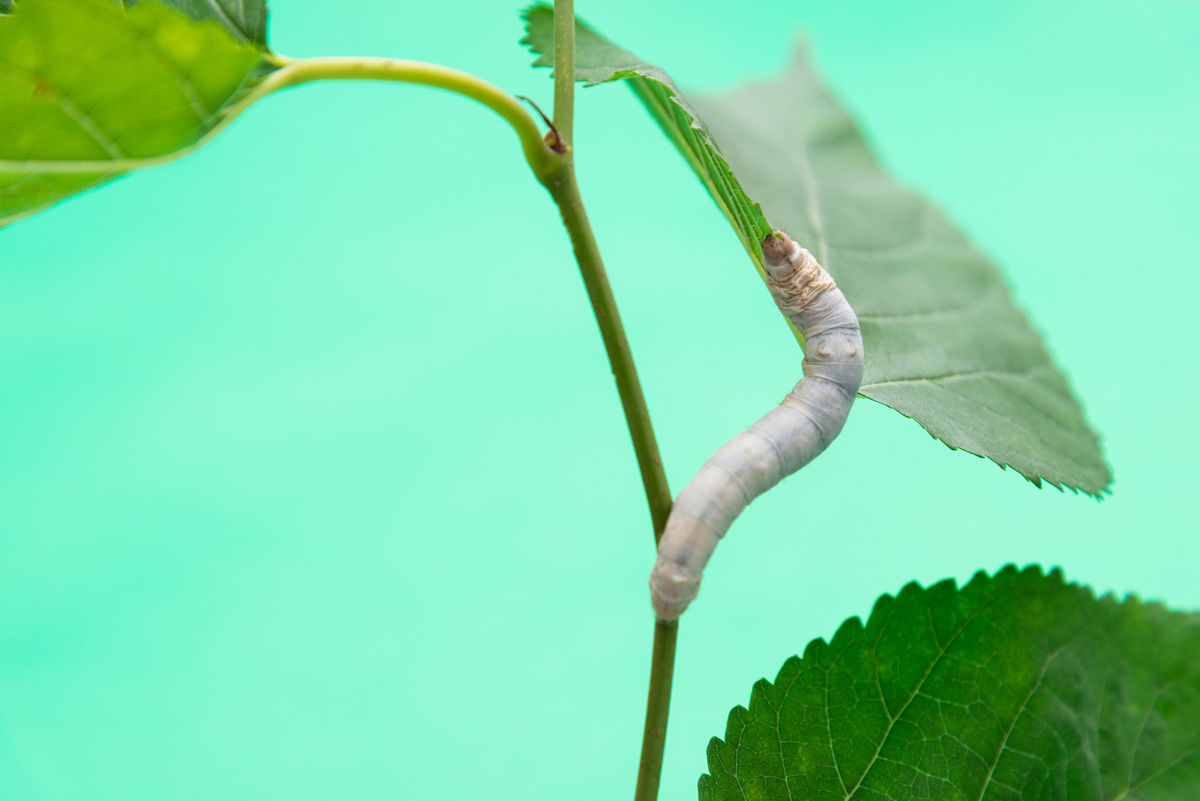 蚕的生命周期：从卵到蛾的4个阶段