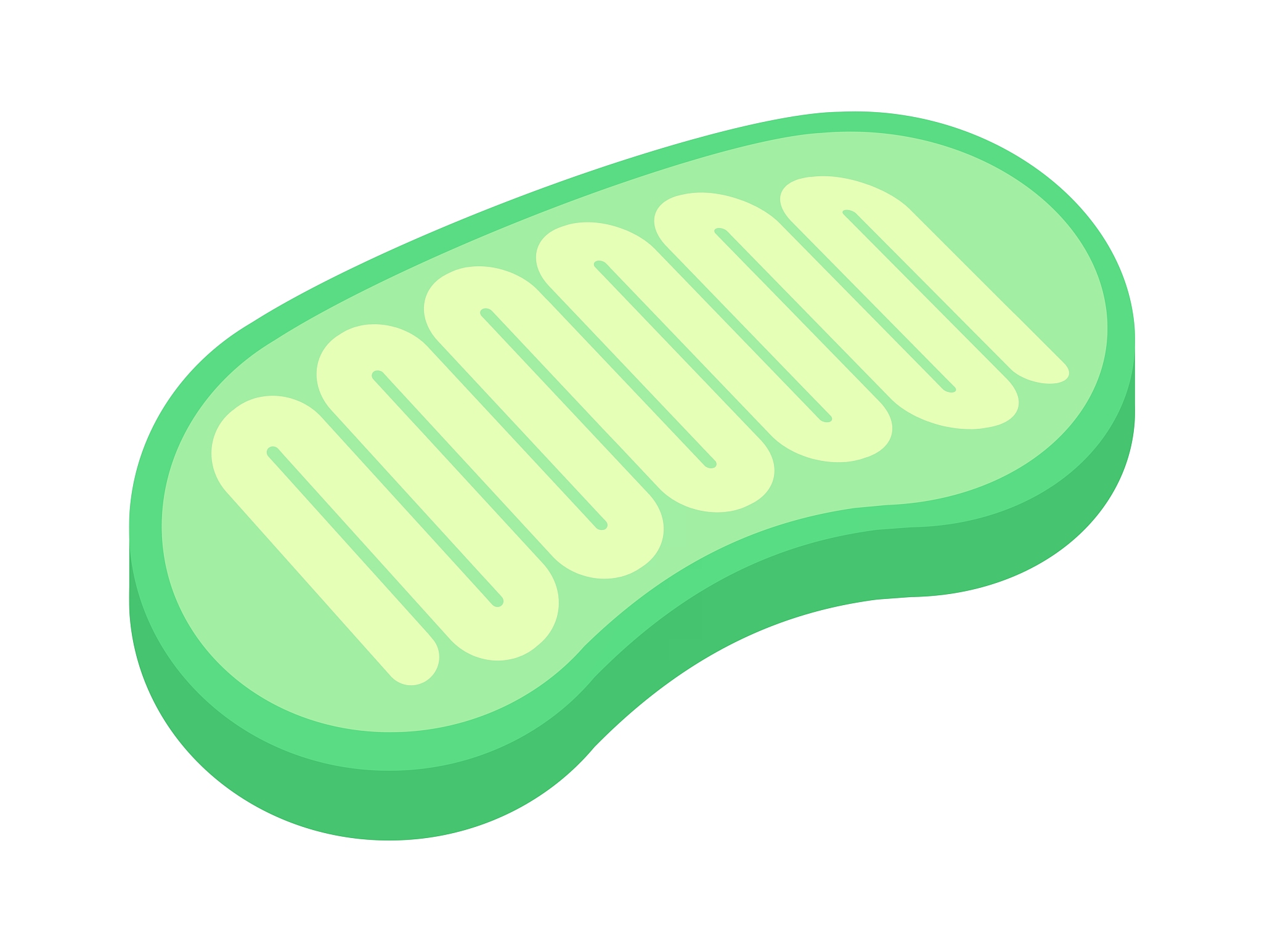 线粒体自噬时线粒体呼吸链复合体活性会发生什么变化