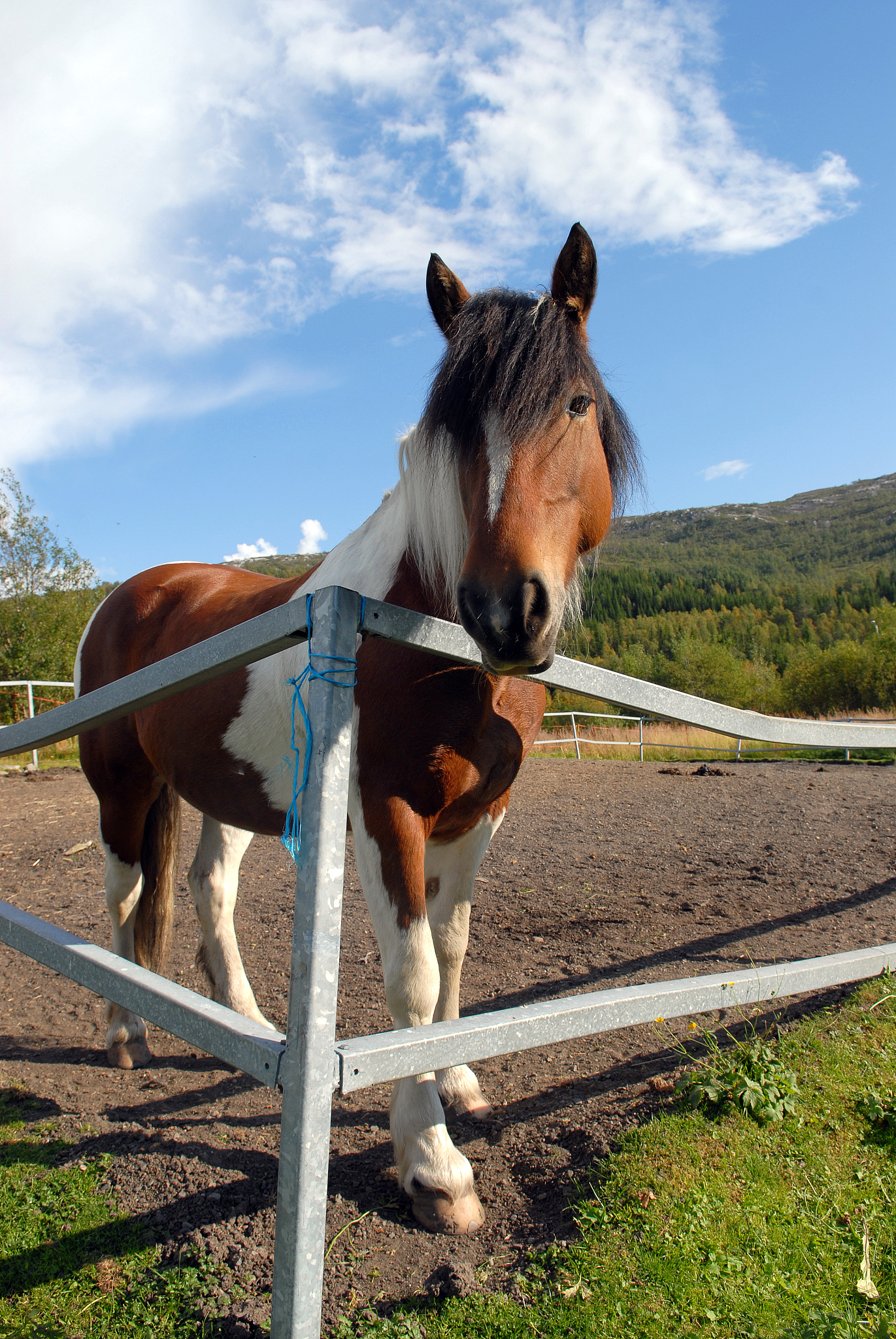 horse