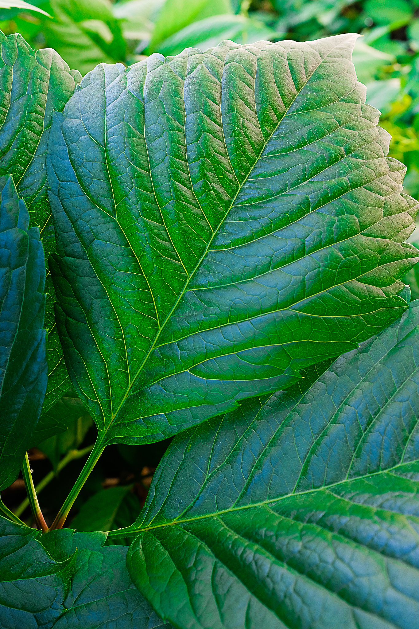 large green tree leaves closeup.