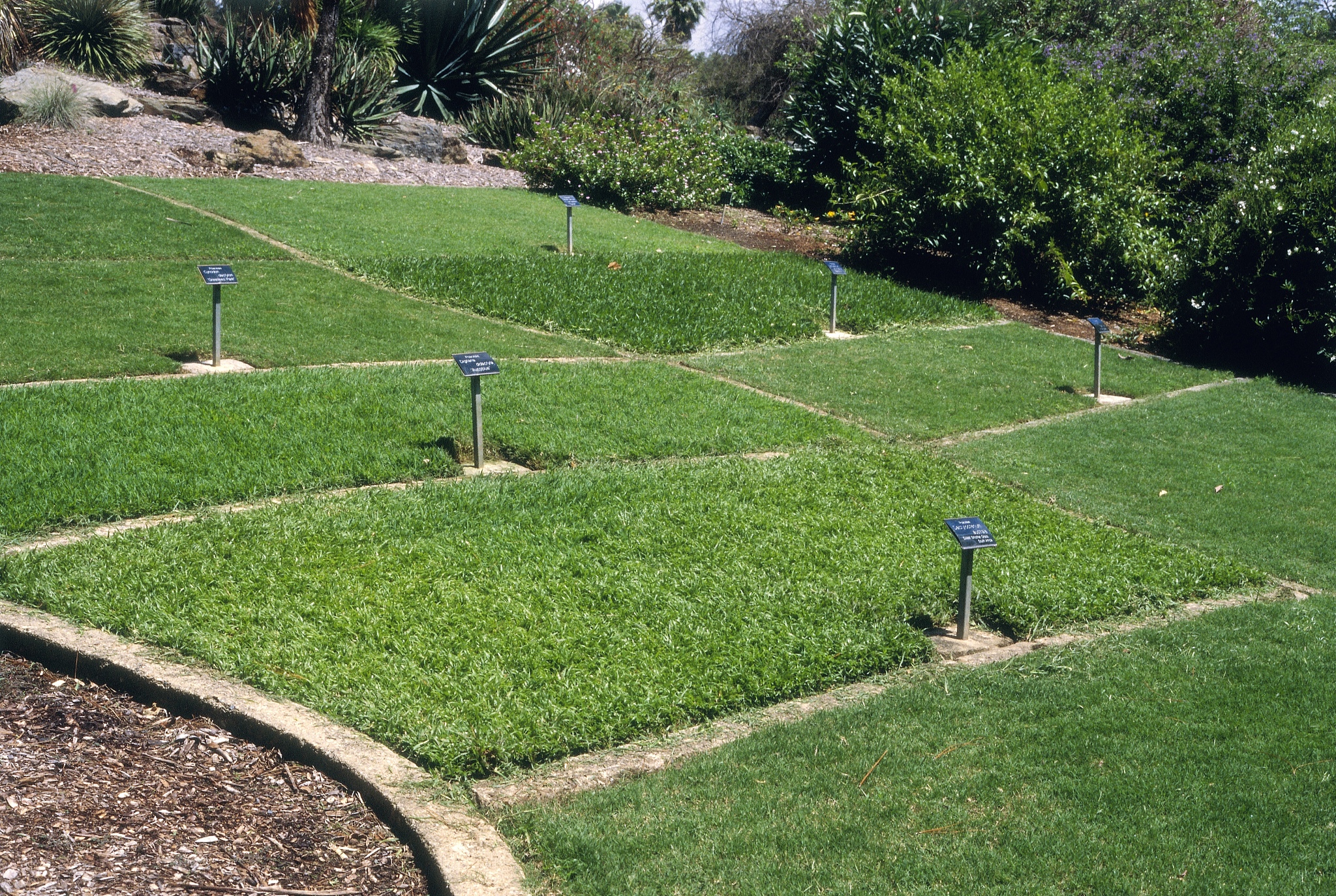 暖季型修剪草坪后草坪长度控制在多少