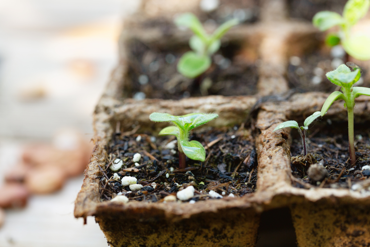 200字种植比赛发芽时期主题是惊喜