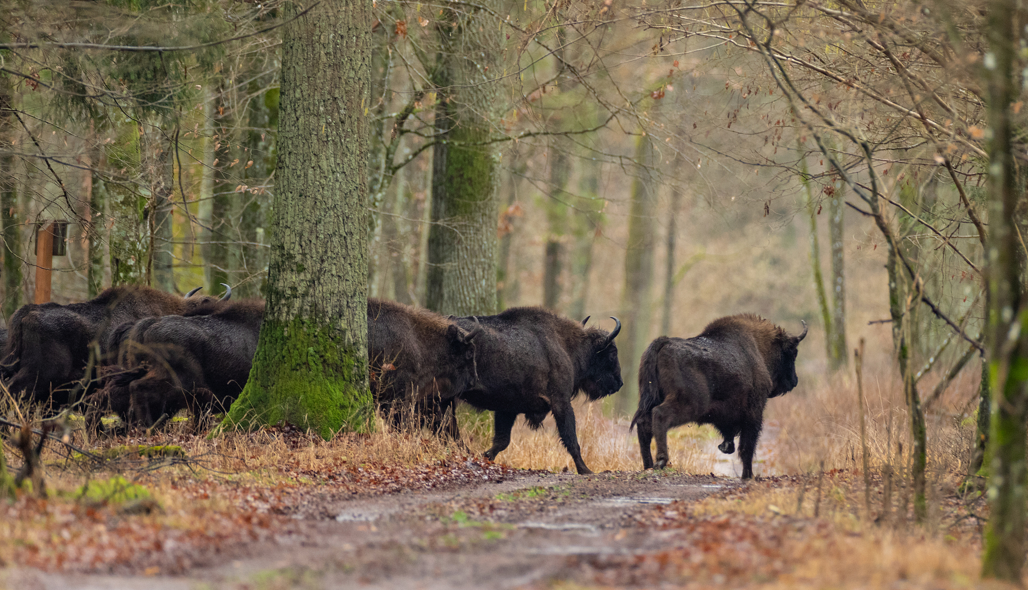 european bison(bison bonasus) herd on run away