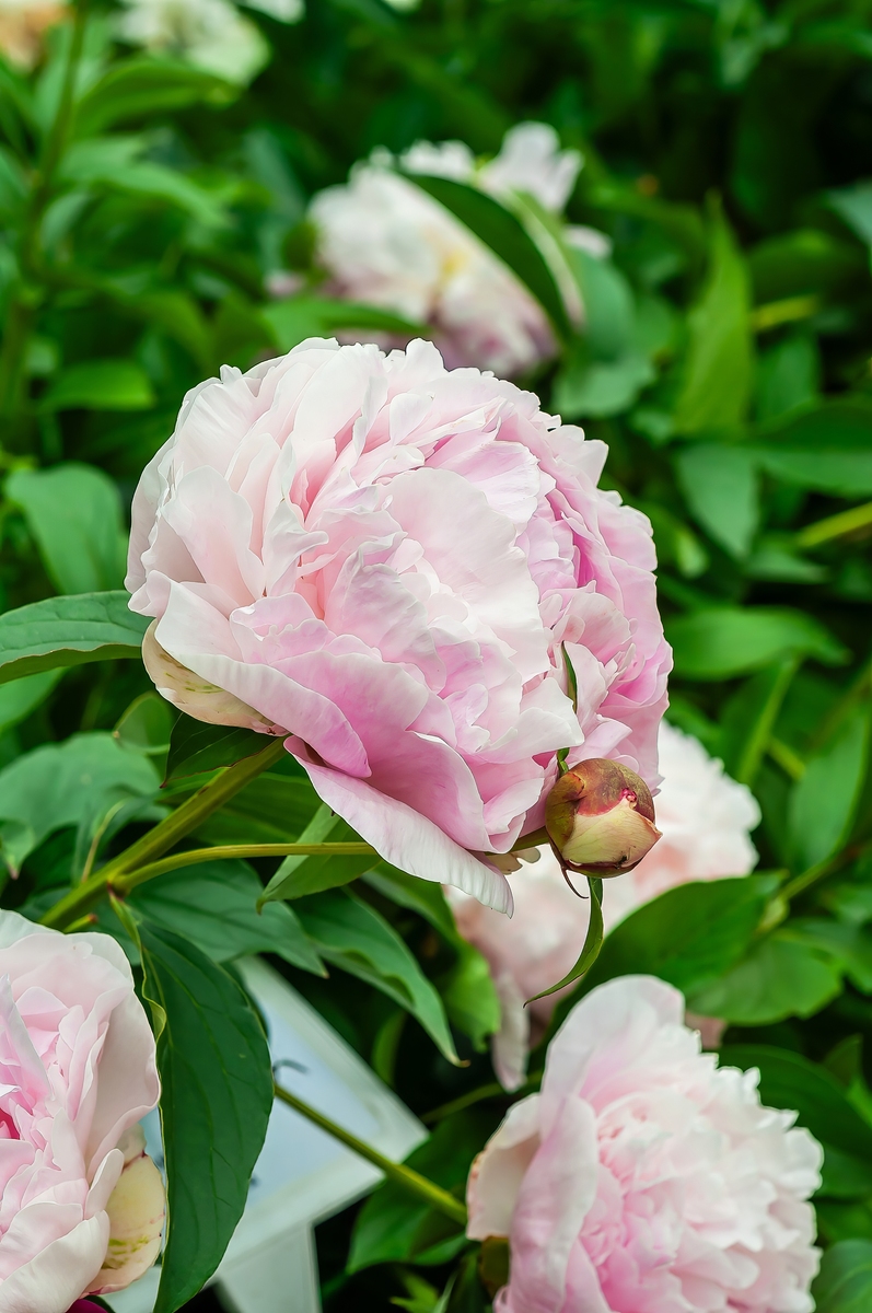 牡丹：花中之王，国色天香，药用价值与栽培指南