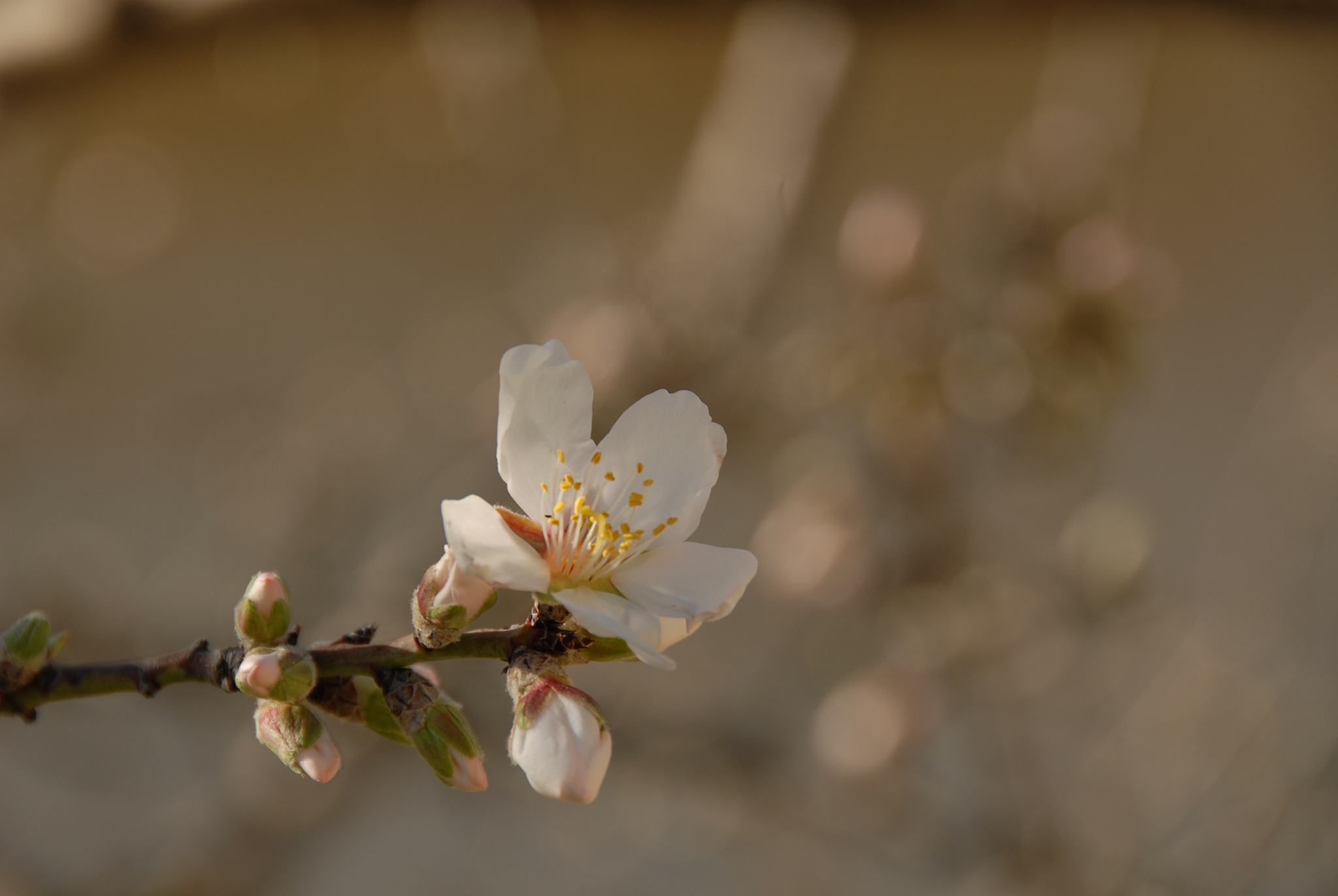 mandelblüte in spanien