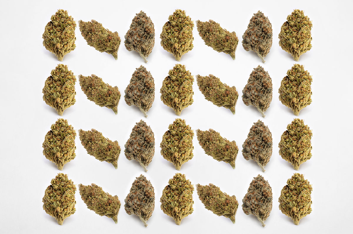 药用植物及进化遗传学PI是什么