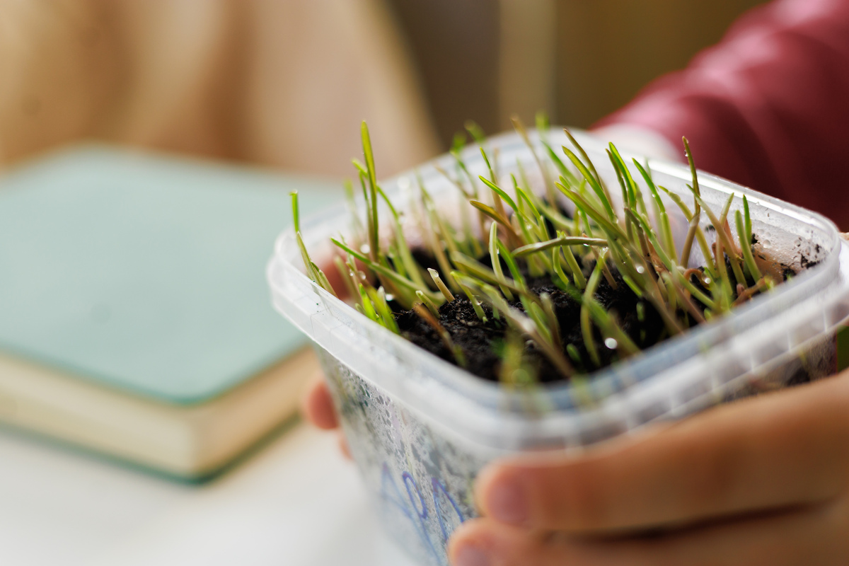 观察不同光照条件下空心菜的生长情况的一周观察情况
