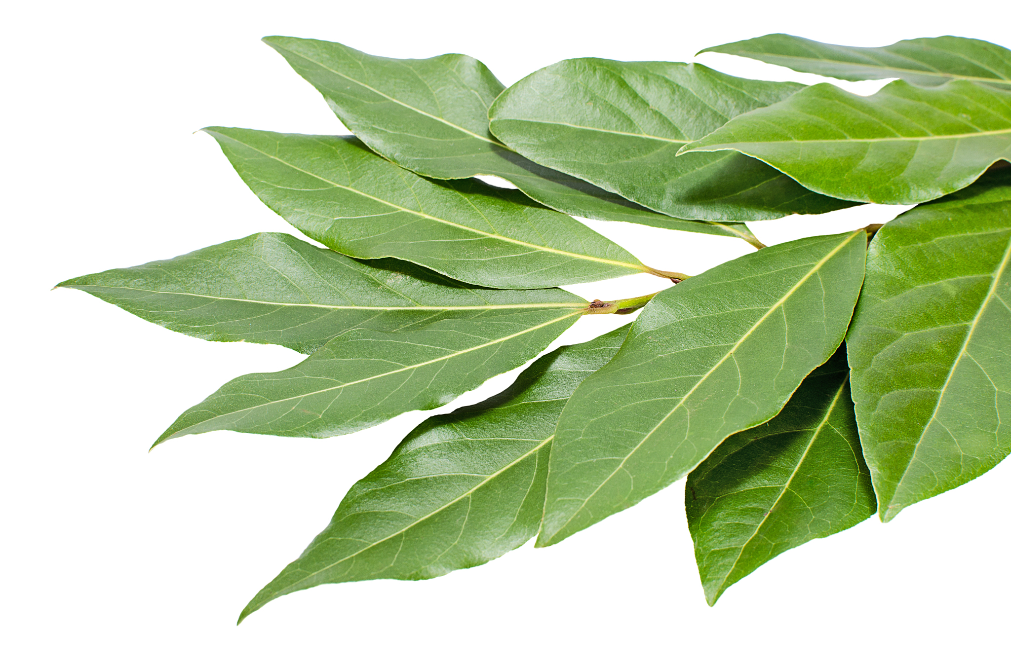 bunch of bay leaf on a white background