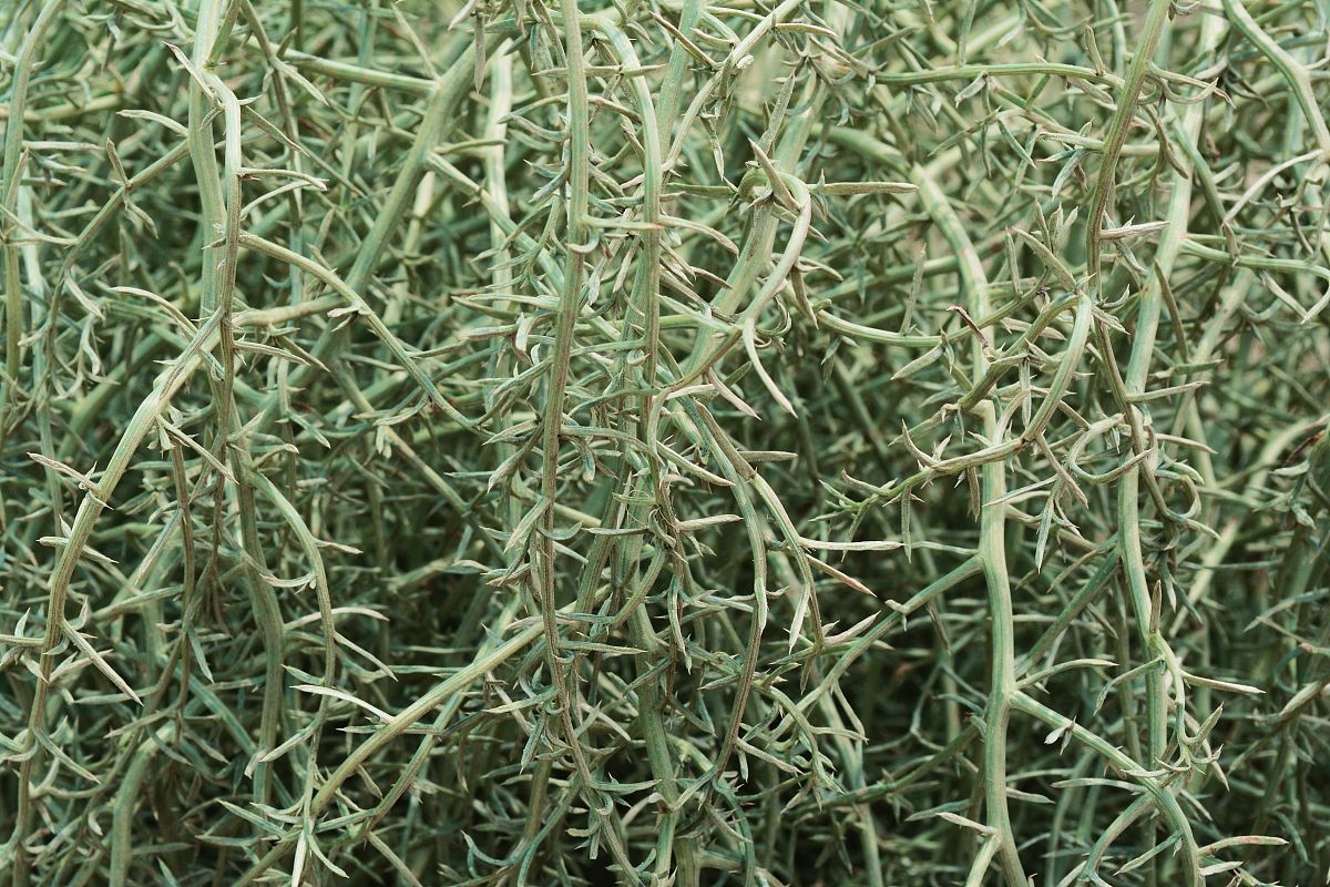 圣约翰草提取物对5-HT受体的影响：5-HT1A、5-HT2A、5-HT2C受体研究