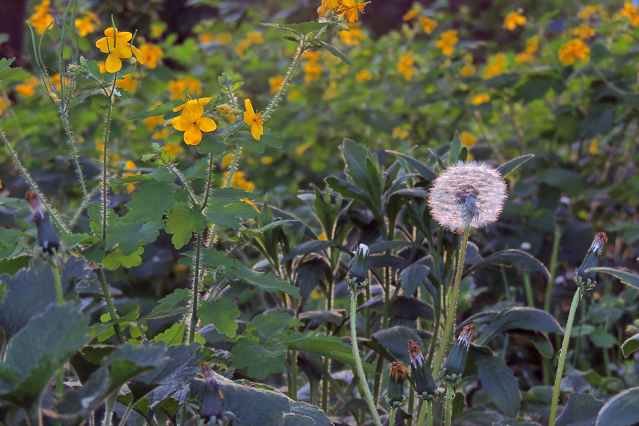 celandine. flowers celandine