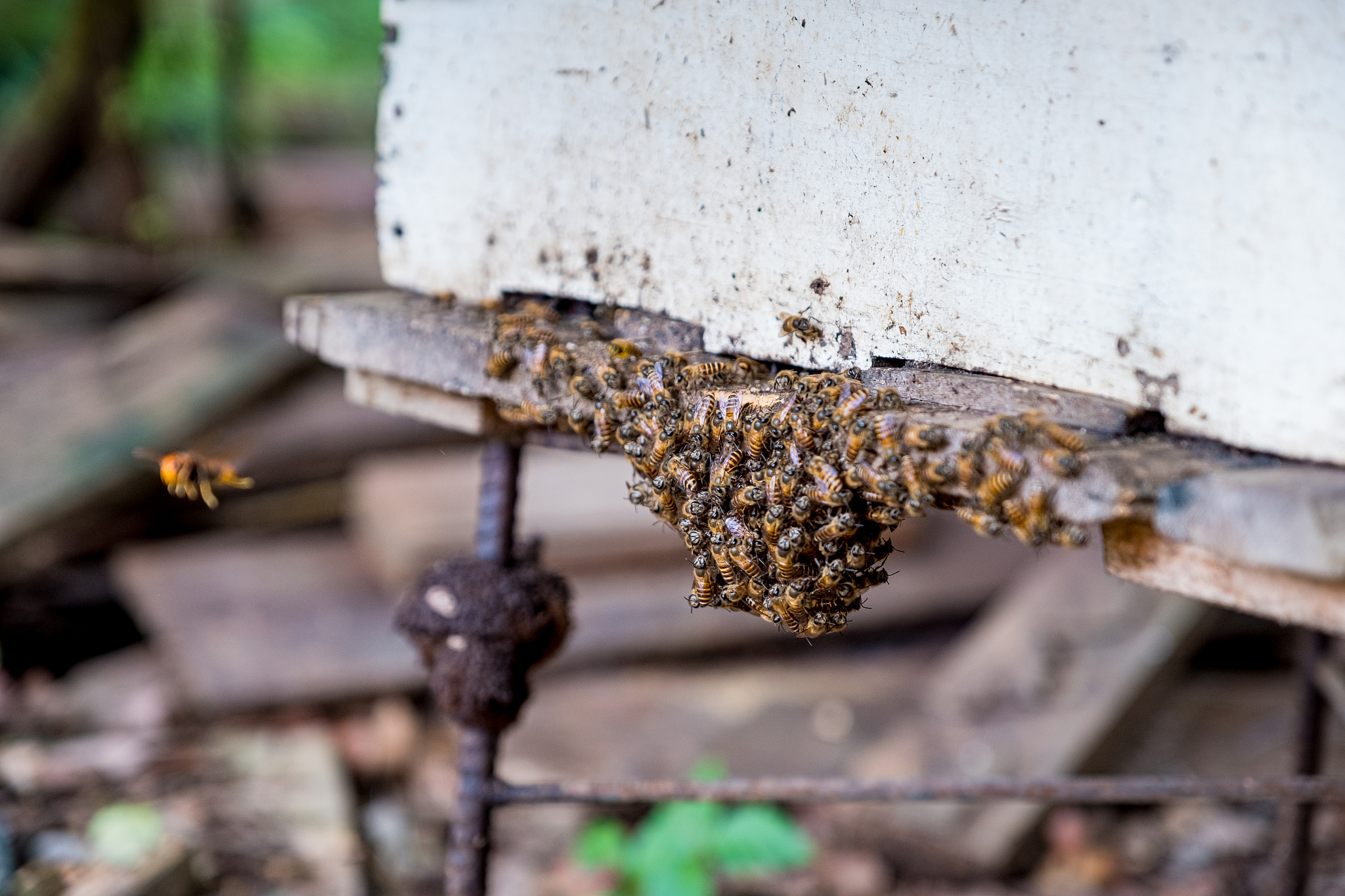 bees and wasp