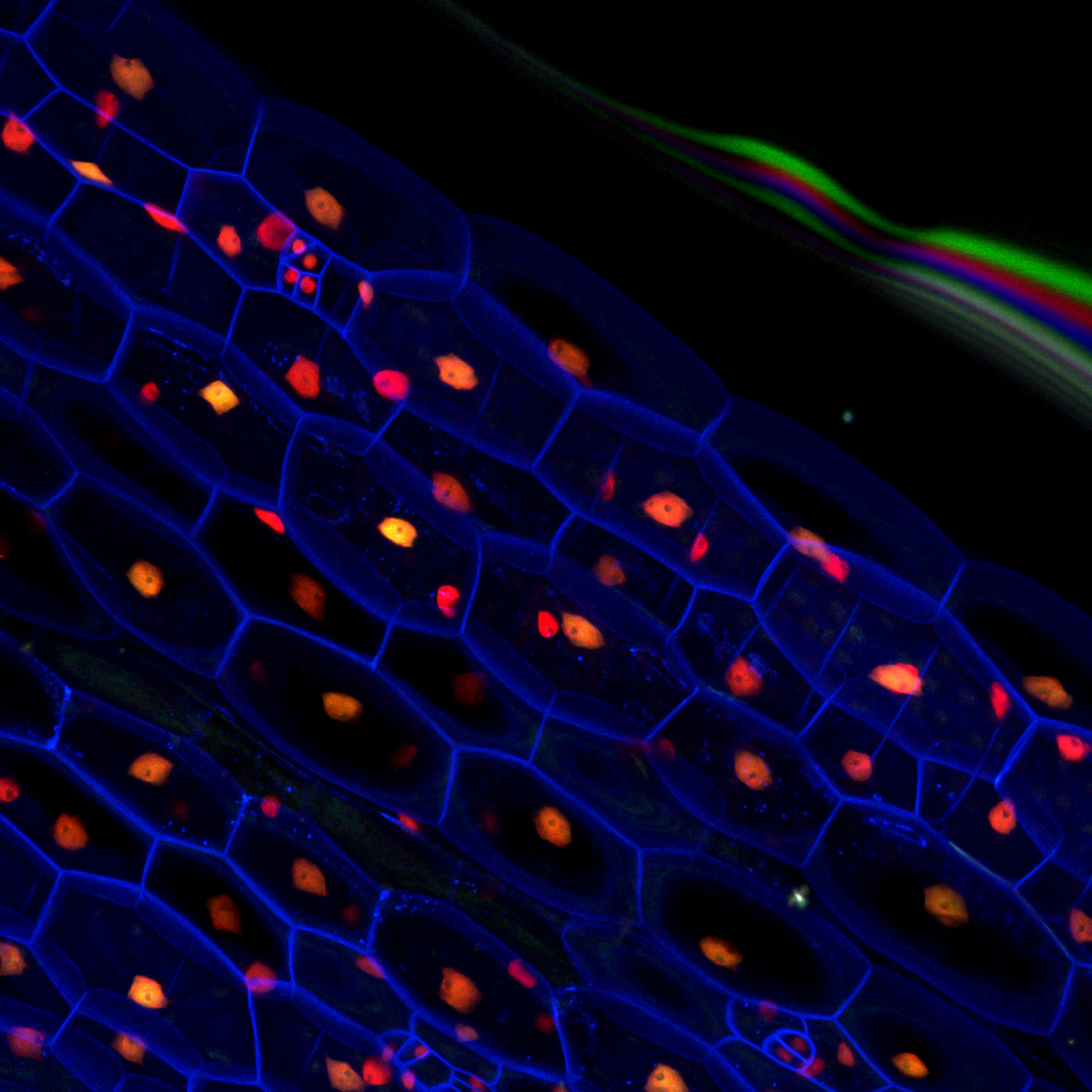 MOLECULAR AND CELLULAR PROBES研究范围详细介绍？