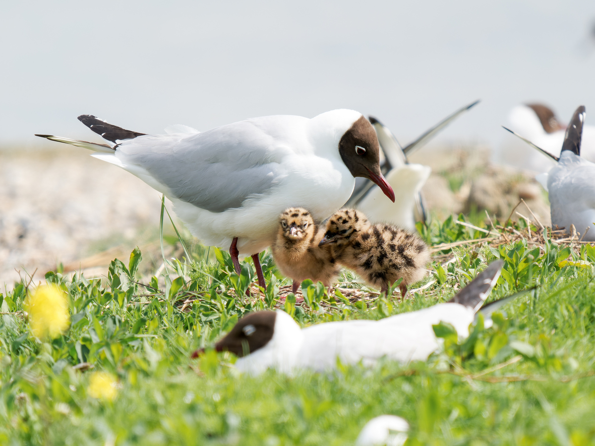 鸟类的快乐：如何让鸟儿幸福生活