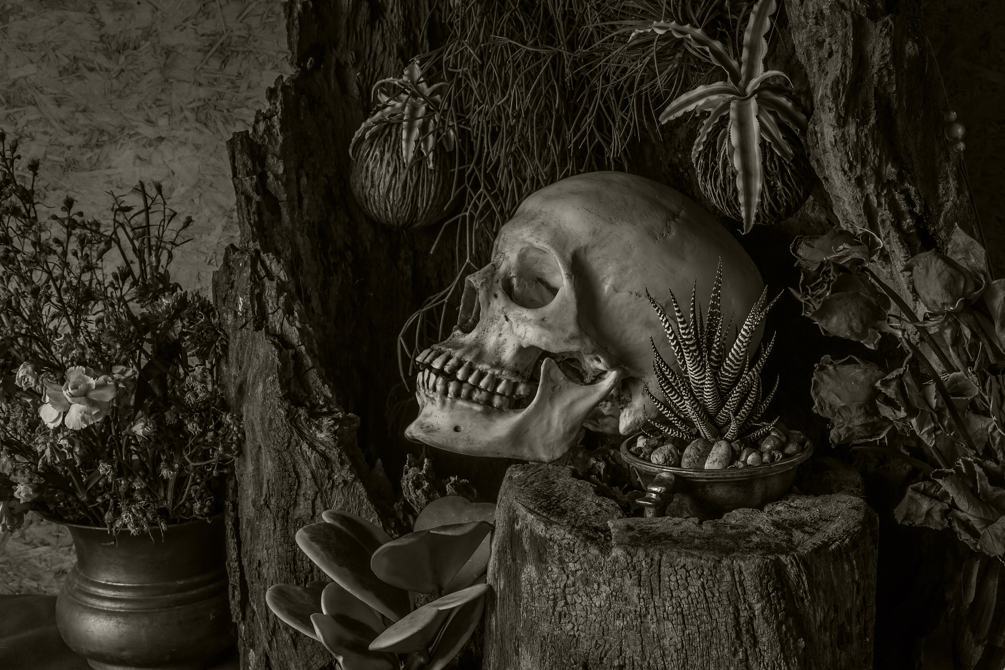 still life with a human skull with desert plants, cactus, roses 