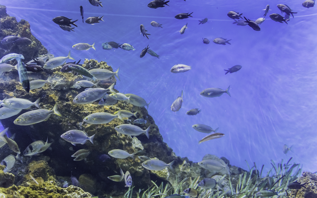 光合作用动物: 叶羊与绿叶海阔鱼的奇妙世界